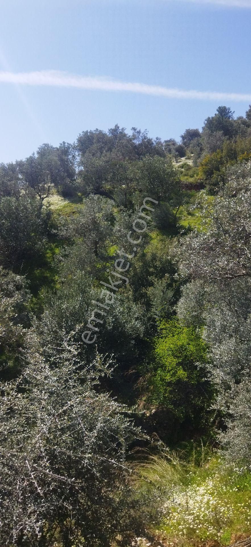 Bayındır Yakapınar Mahallesinde Zeytinlik Satılıktır - Görsel 5