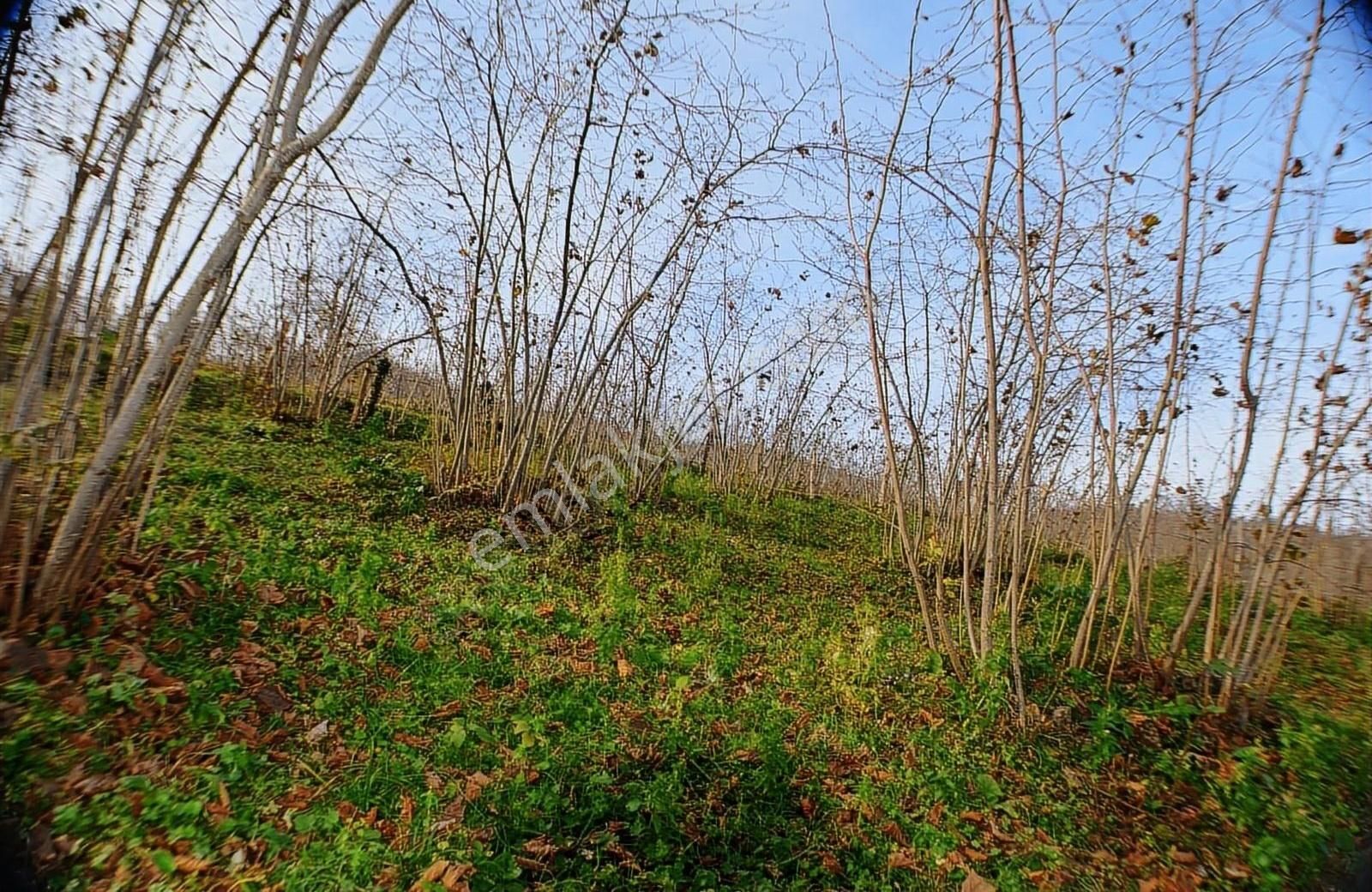 Ordu Merkeze Yakın,düz,deniz Manzaralı Bahçe İsteyenler Buraya - Görsel 22