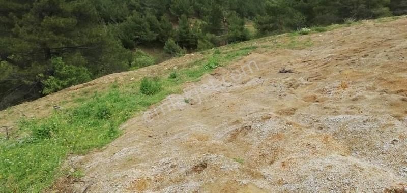 Bergama Çeltikçi Satılık Tarla KELEPİR TARLA...