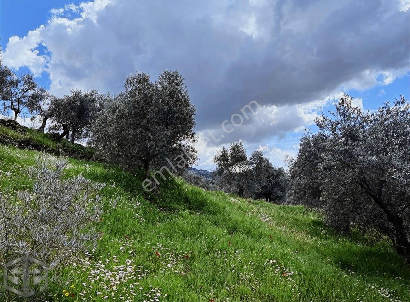 Selçuk 14 Mayıs Satılık Bağ & Bahçe İzmir Selçuk Abuhayat Bölgesinde 3300 M2 Zeytinlik Satılık