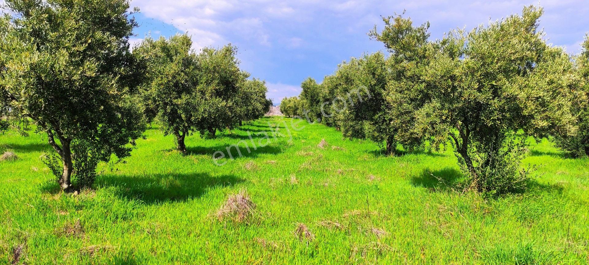 Salihli Hacıköseli Satılık Zeytinlik Salihli'de Satılık 16450 M2 Zeytinlik (video)