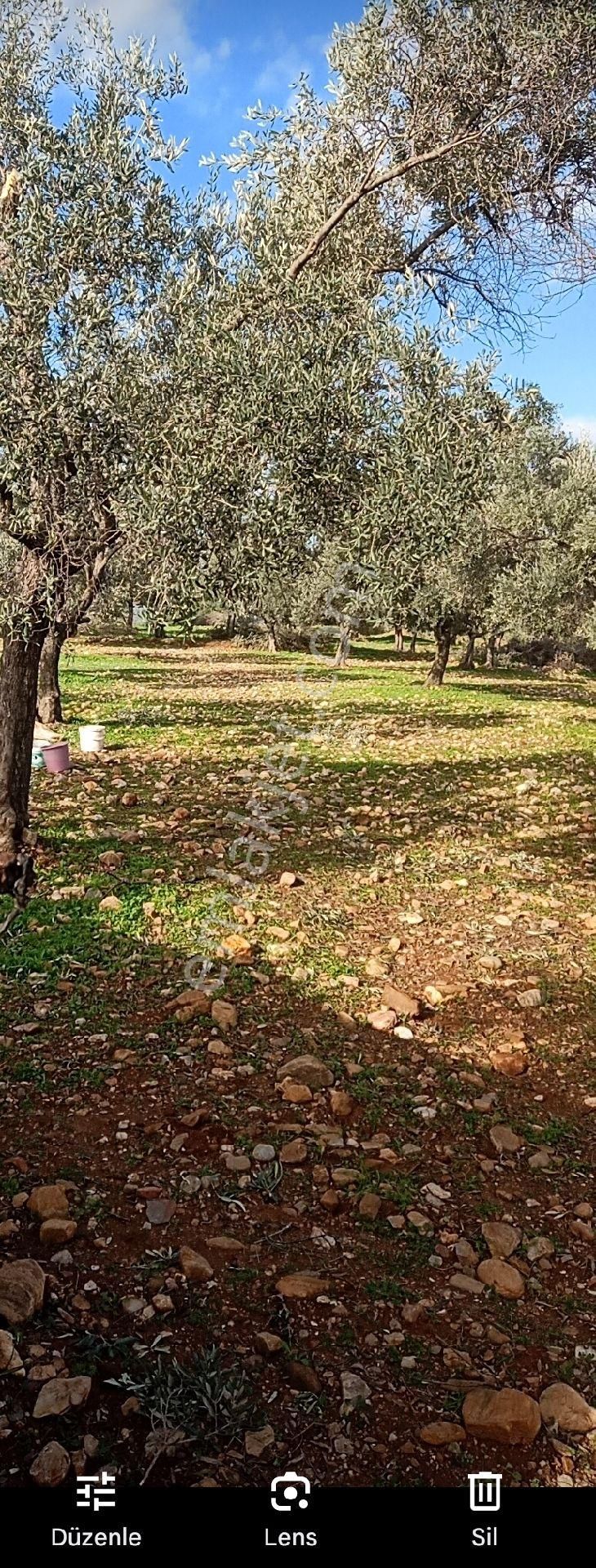 Zeytin Bahçesi - Görsel 3