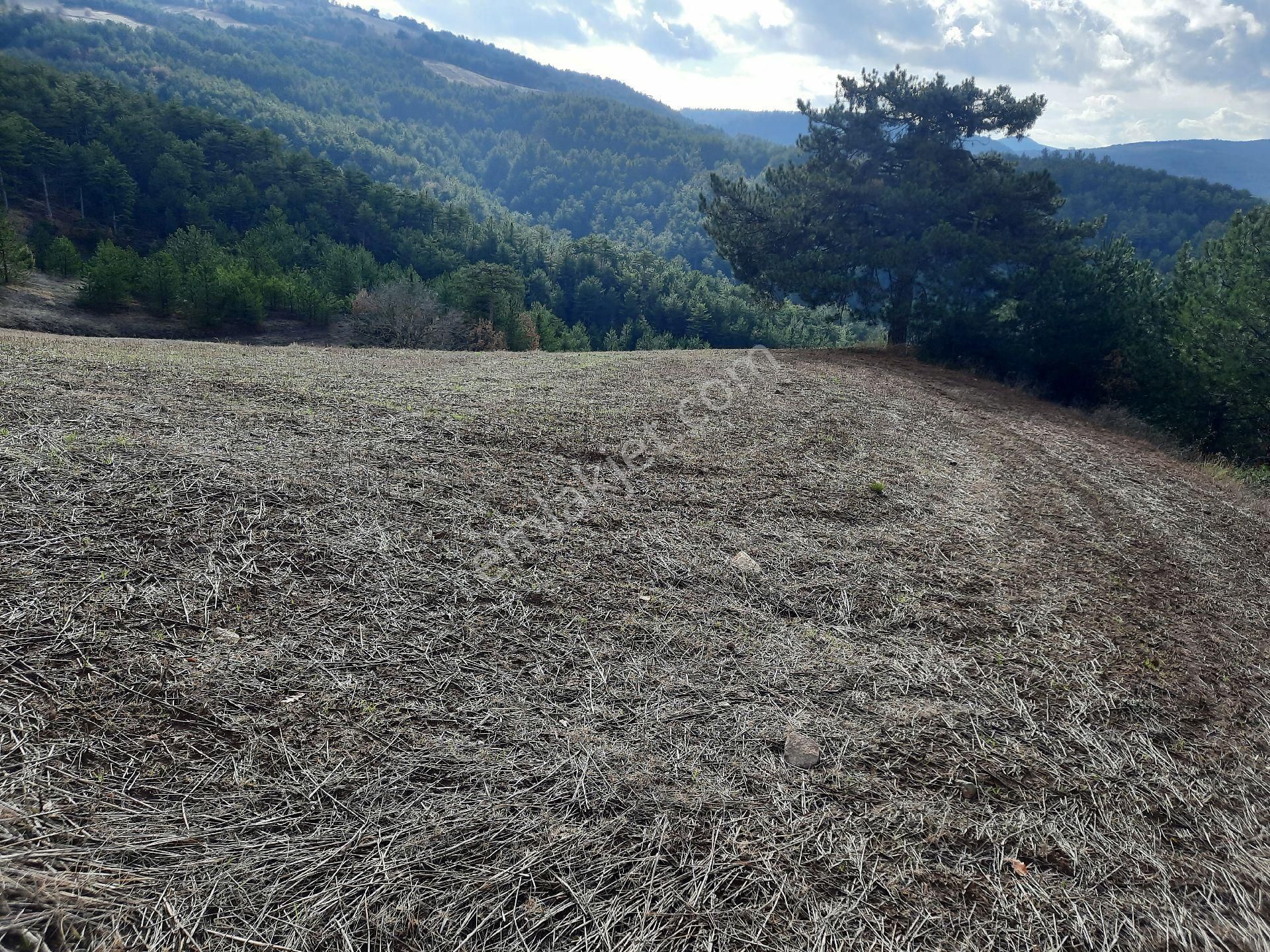 Gölpazarı Dereli Köyü Satılık Tarla 15.5 Dönüm Yola Yakin Yatırımlik Uygun Arazi