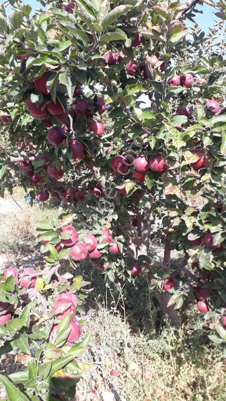 Çameli Yunuspınarı Satılık Tarla Çameli merkezde satılık 5.500m2 müstakil bakımlı elma bahçesi