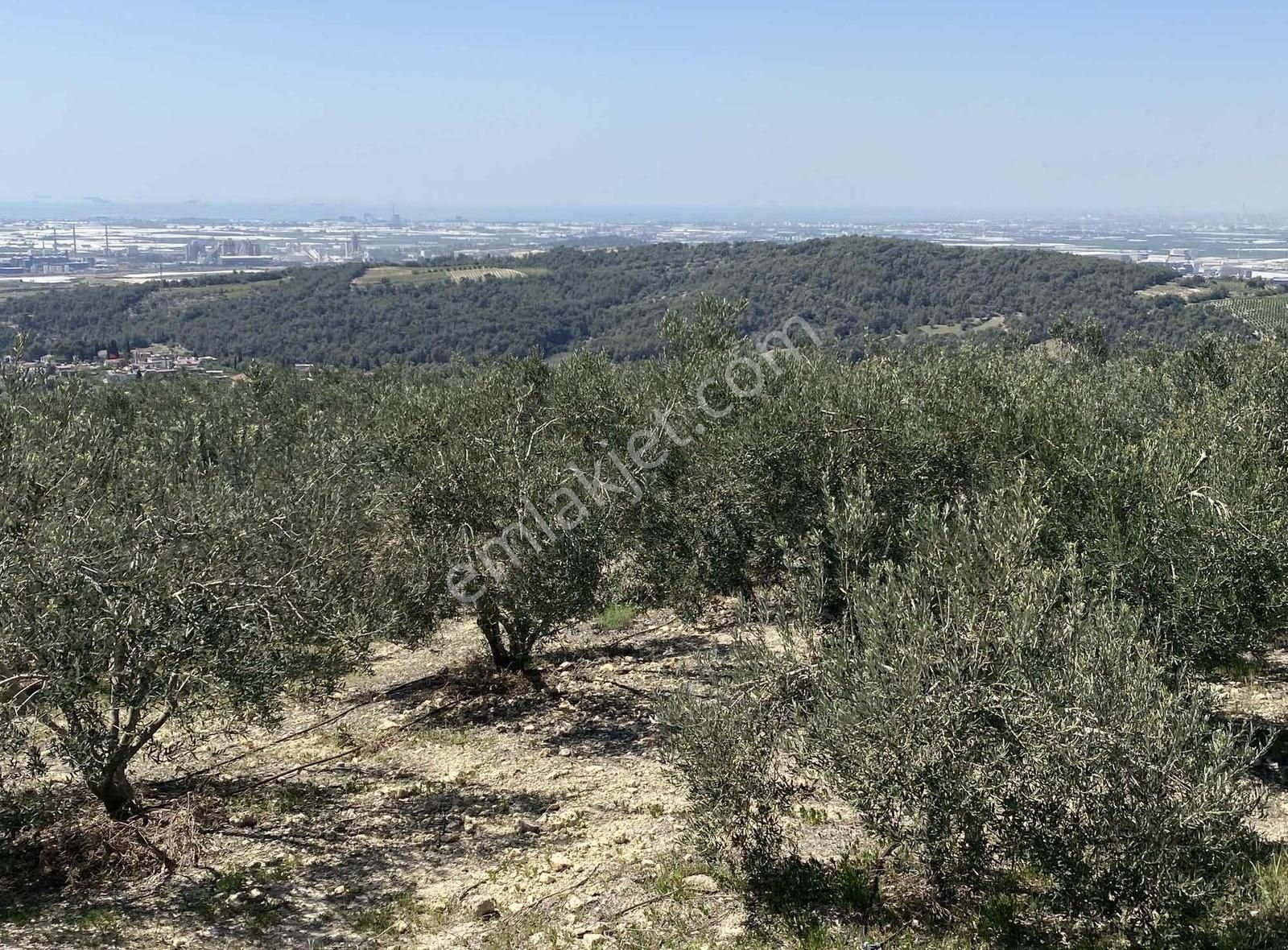 Tarsus Nacarlı Osb Ye Sıfır Müstakil Arsa Yatırımlık - Görsel 9