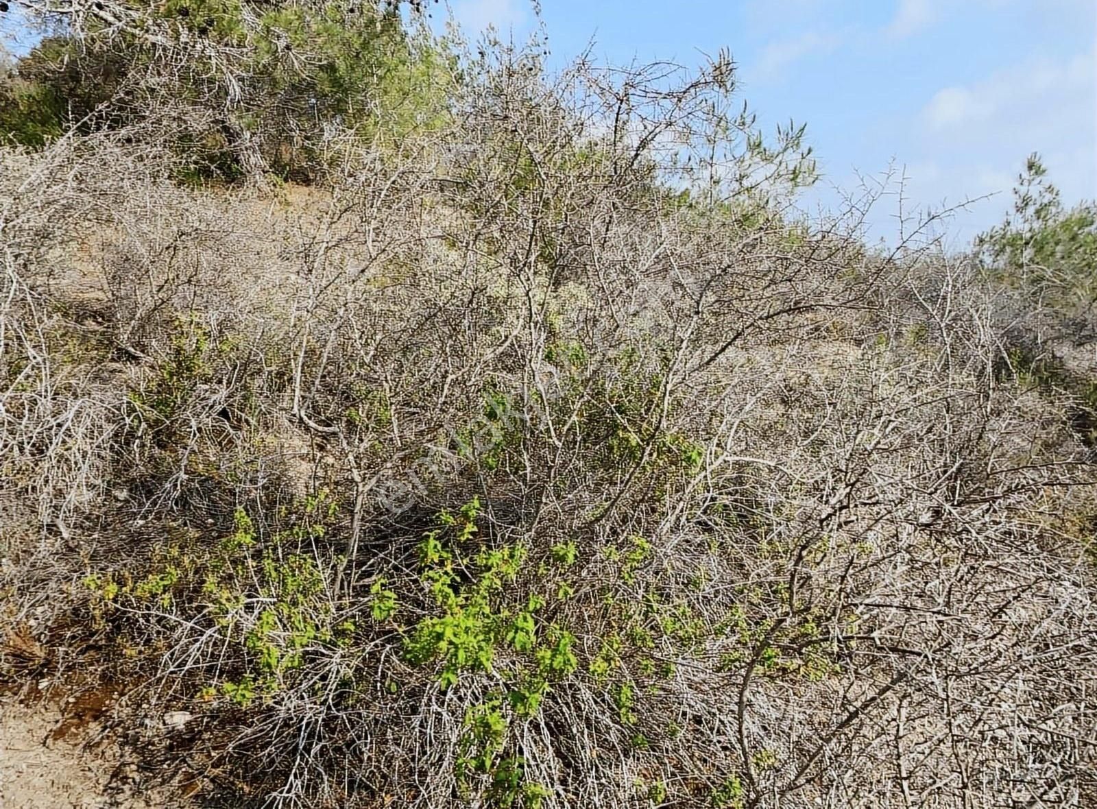 İhsaniye Melemezde Satılık Müstakil Parsel Prefabrik İçin Uygun - Görsel 4