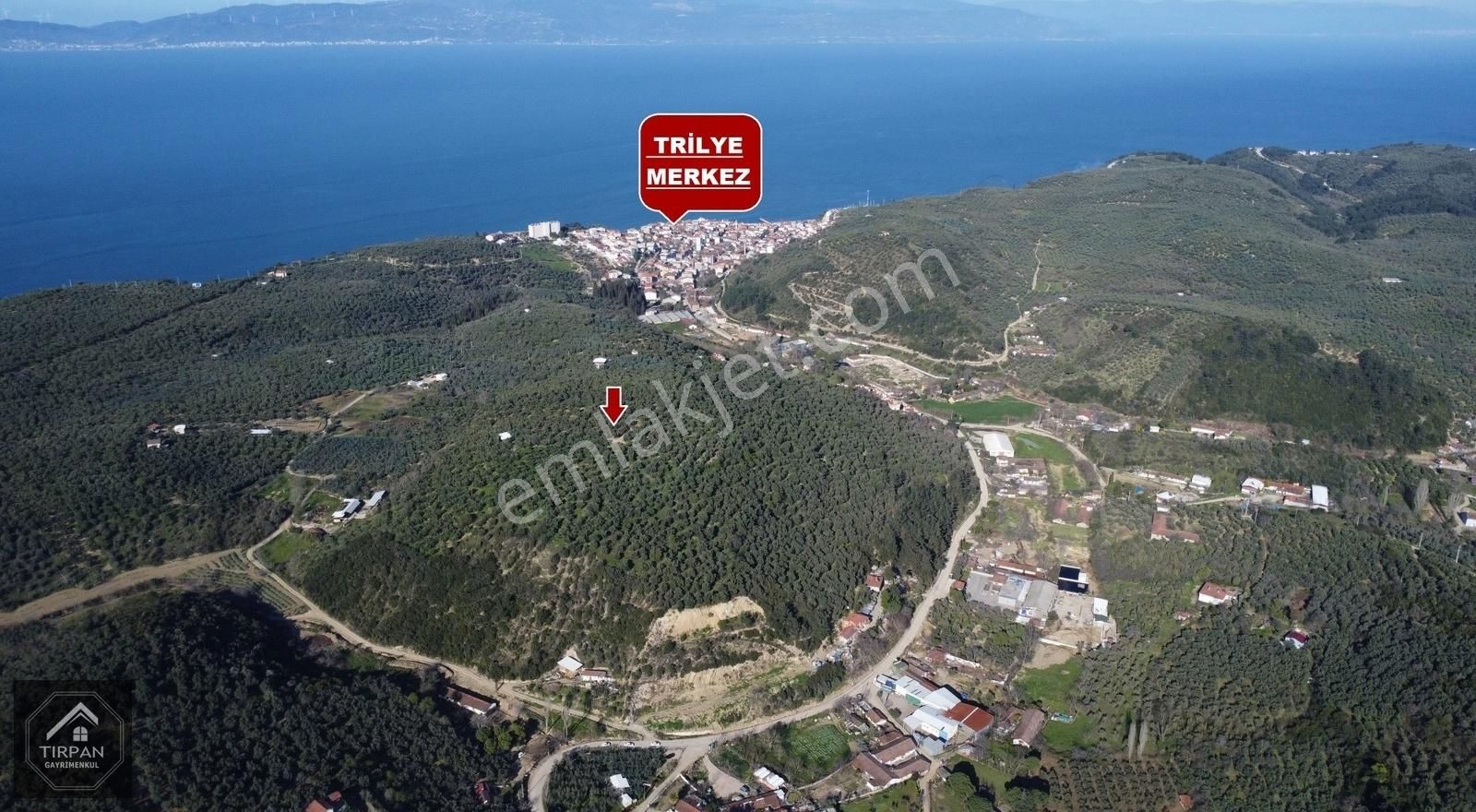 Mudanya Tirilye Satılık Zeytinlik TIRPAN GAYRİMENKUL'DEN 3900m2 BAKIMLI DENİZ MANZARALI ZEYTİNLİK