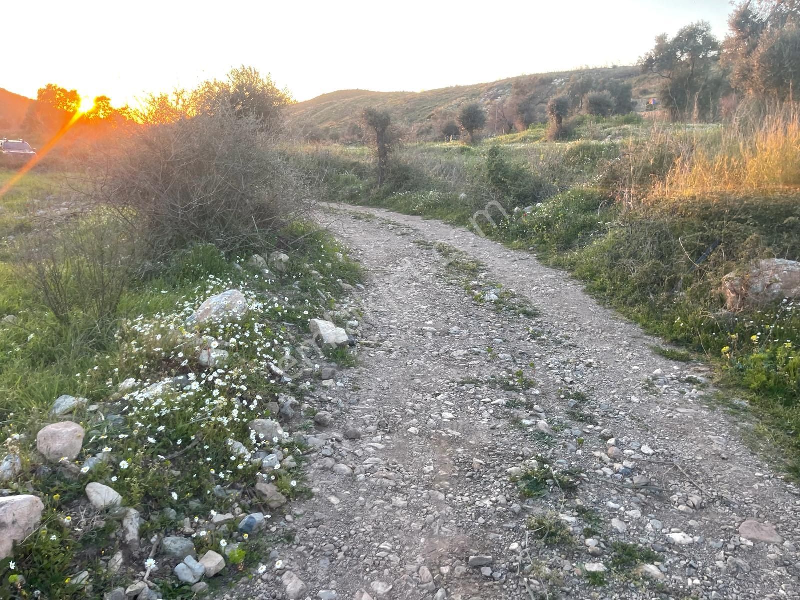 Bodrum Gökpınar'da Resmi Yol Cepheli 3488 M2 Düz Tarla - Görsel 3