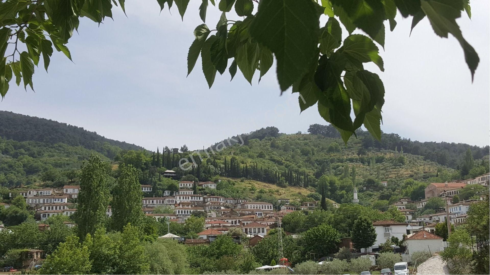 Selçuk Şirince Satılık Zeytinlik ŞİRİNCE MANZARALI , köye 600 m mesafede düz zeytinlik. 