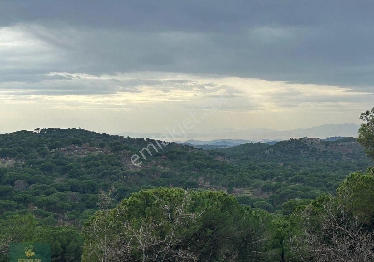 Ayvalık Bağyüzü Satılık Bağ & Bahçe Ayvalık Bağyüzü köyü doğa deniz manzaralı Bağ