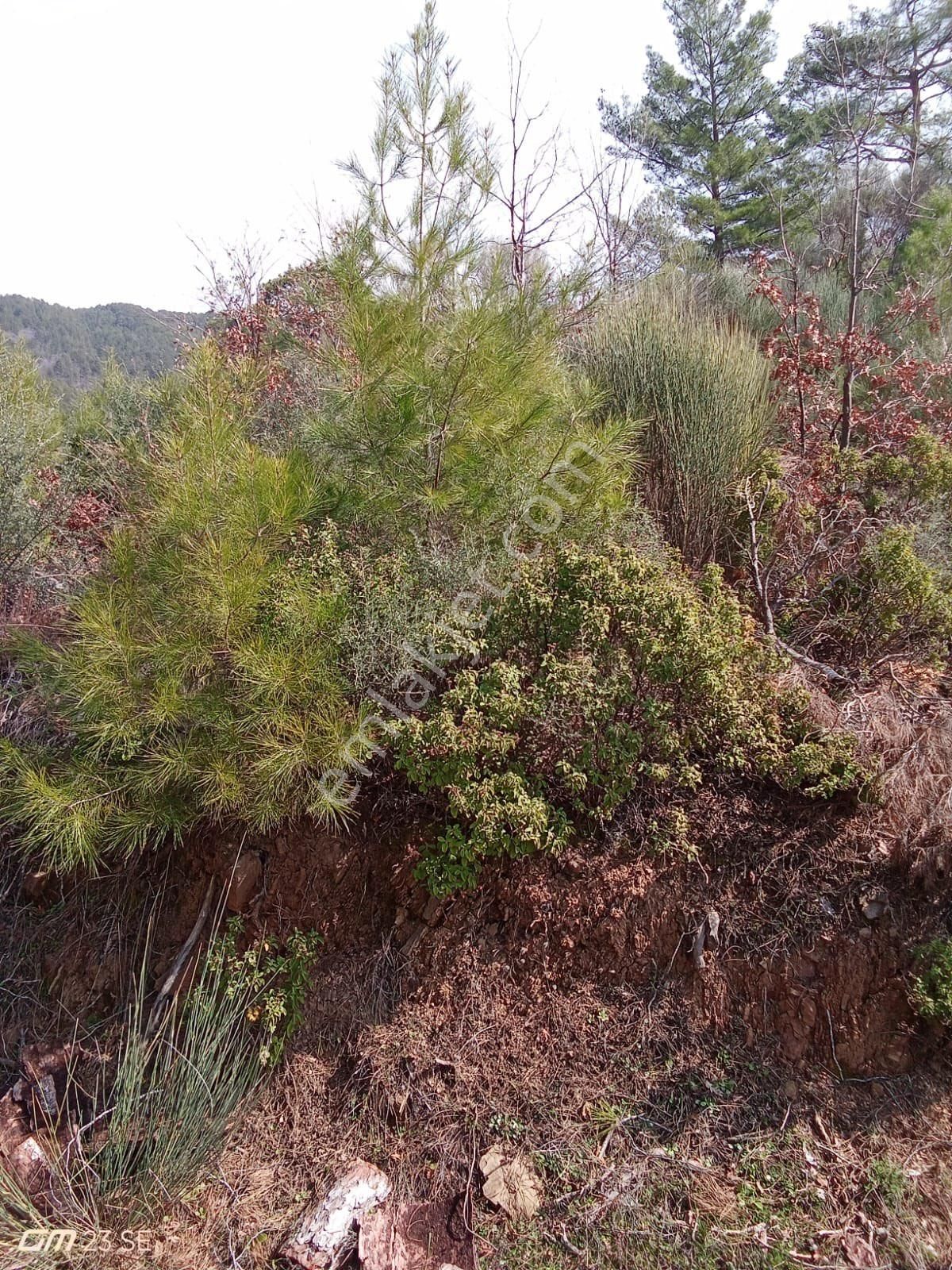 Antalya Gazipaşa Çamlıca Köy Satılık Tarlamız… - Görsel 13