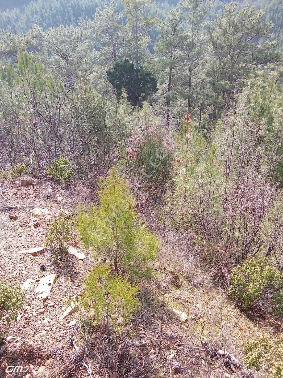 Antalya Gazipaşa Çamlıca Köy Satılık Tarlamız… - Görsel 18