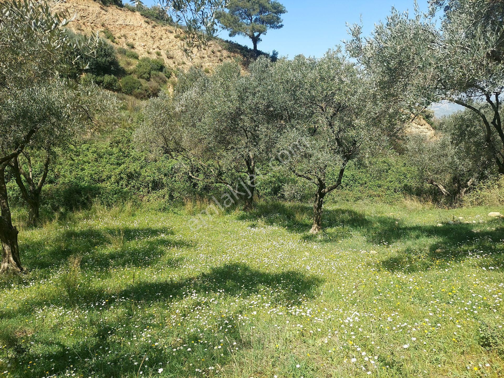 Armutlu Vadideki Zeytinli Bağ - Görsel 18