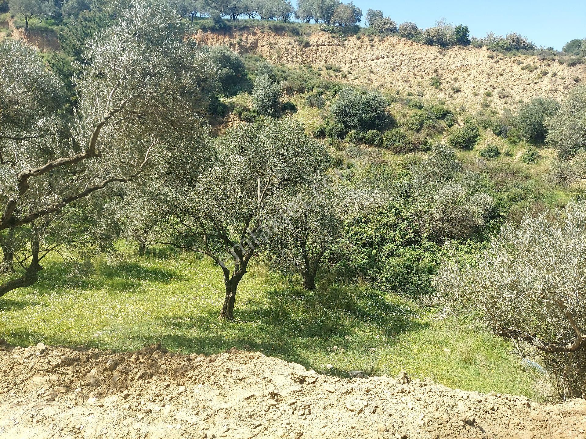 Armutlu Vadideki Zeytinli Bağ - Görsel 13