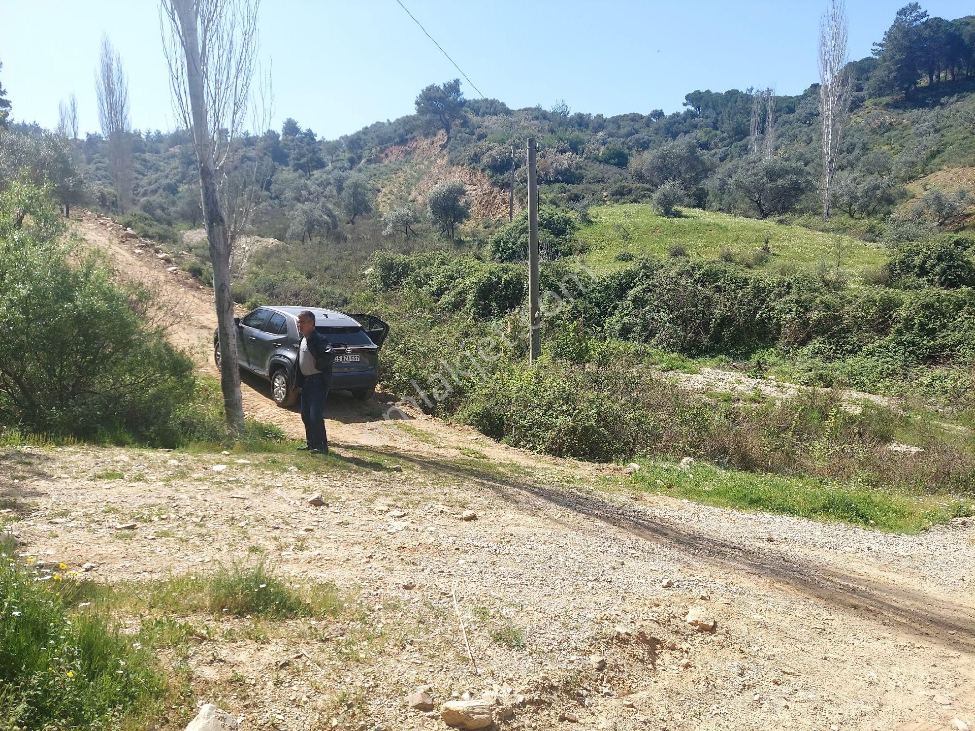 Armutlu Vadideki Zeytinli Bağ - Görsel 4