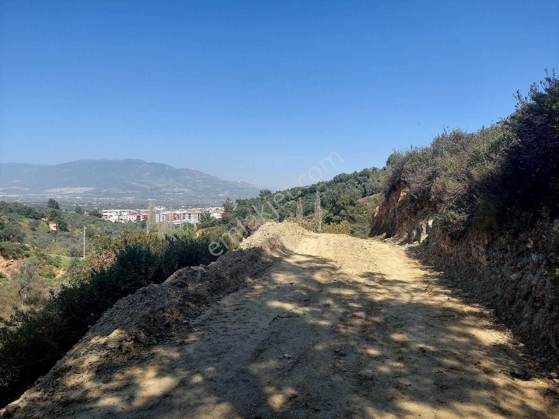 Armutlu Vadideki Zeytinli Bağ - Görsel 9