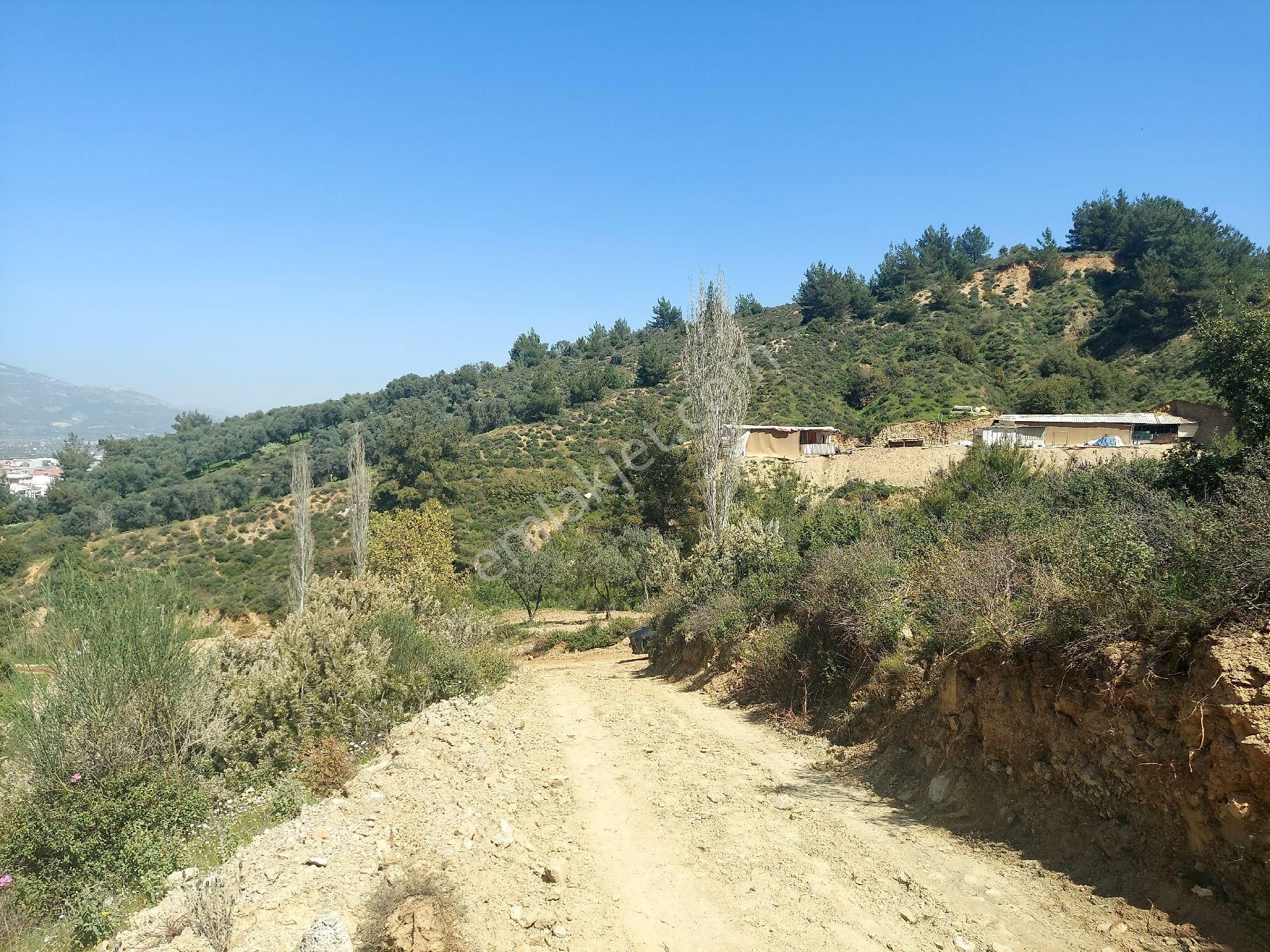 Armutlu Vadideki Zeytinli Bağ - Görsel 10