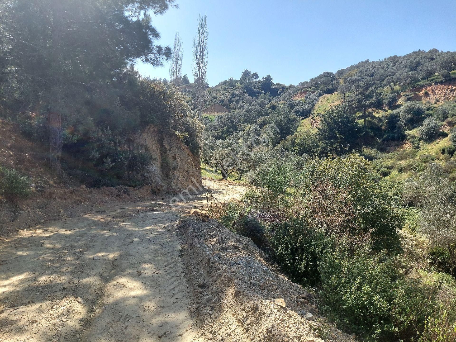 Armutlu Vadideki Zeytinli Bağ - Görsel 34