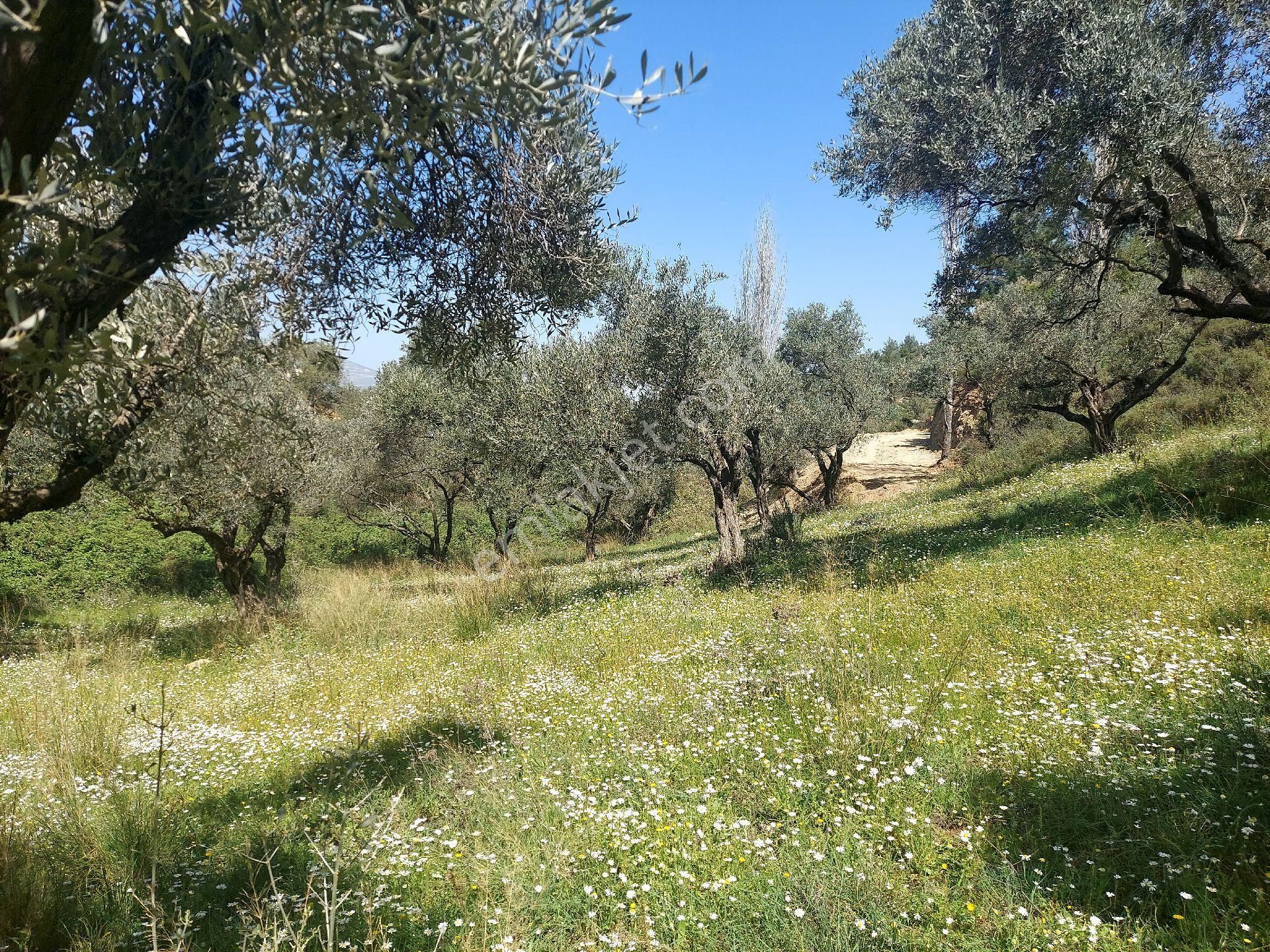 Armutlu Vadideki Zeytinli Bağ - Görsel 23