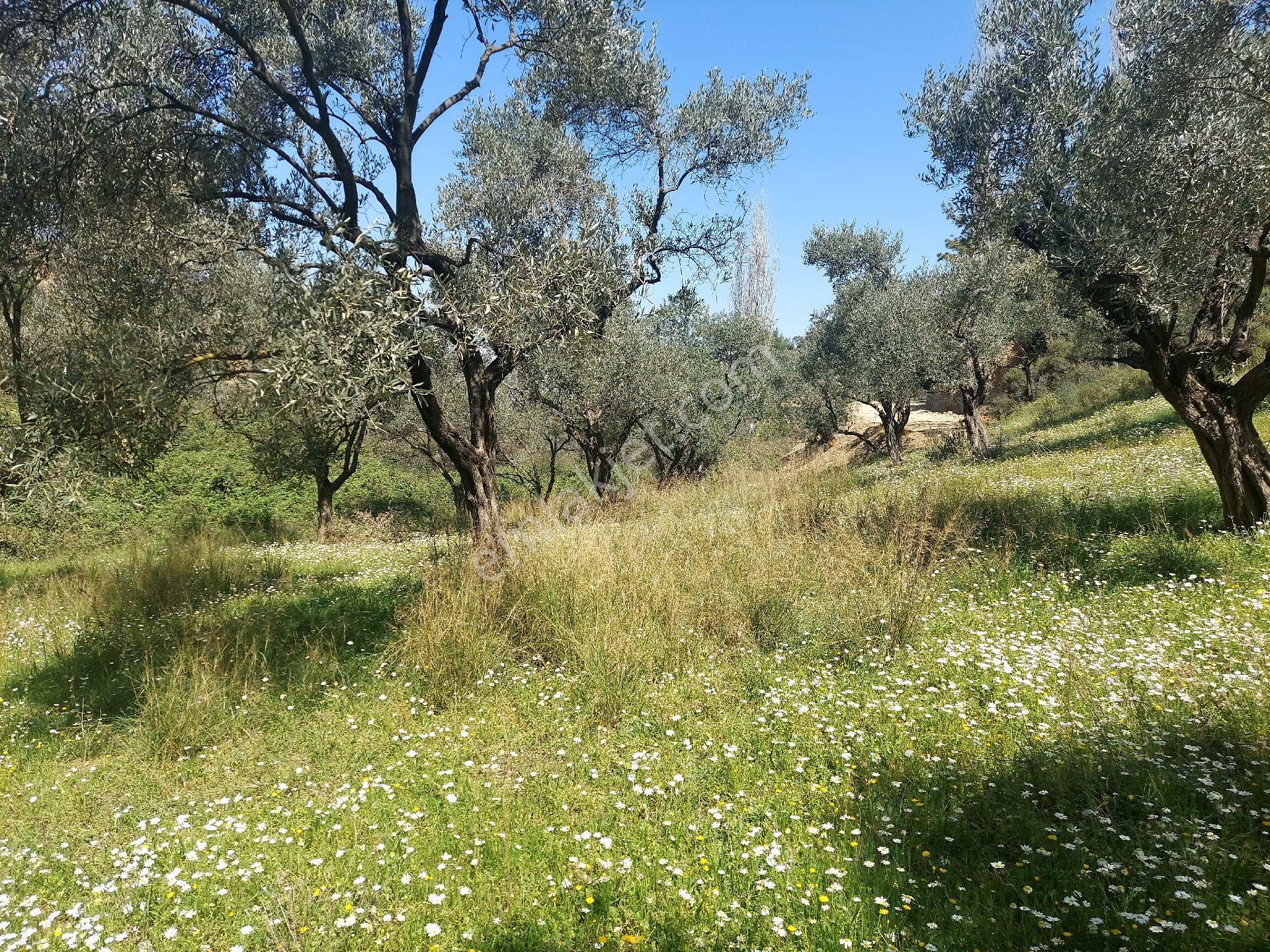 Armutlu Vadideki Zeytinli Bağ - Görsel 25