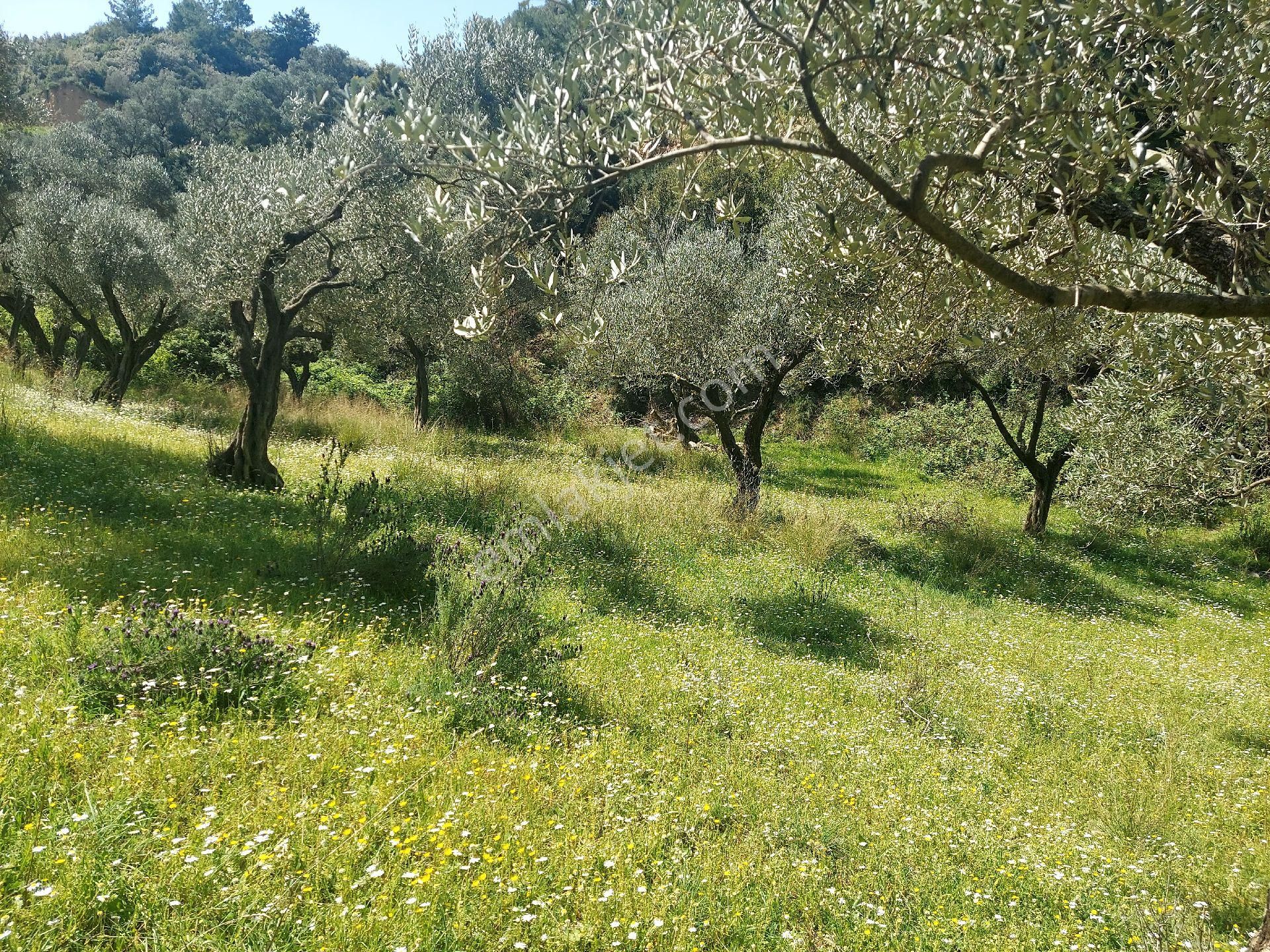 Armutlu Vadideki Zeytinli Bağ - Görsel 19