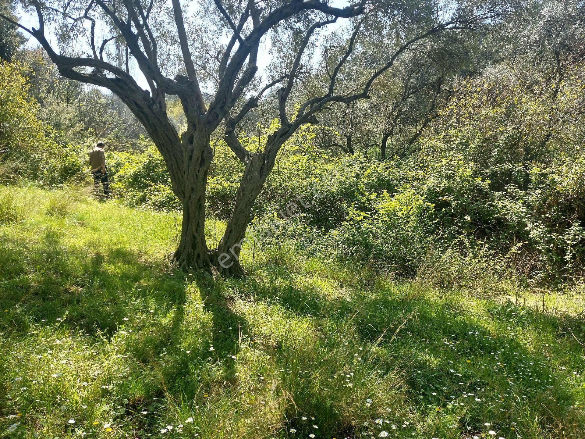 Armutlu Vadideki Zeytinli Bağ - Görsel 24