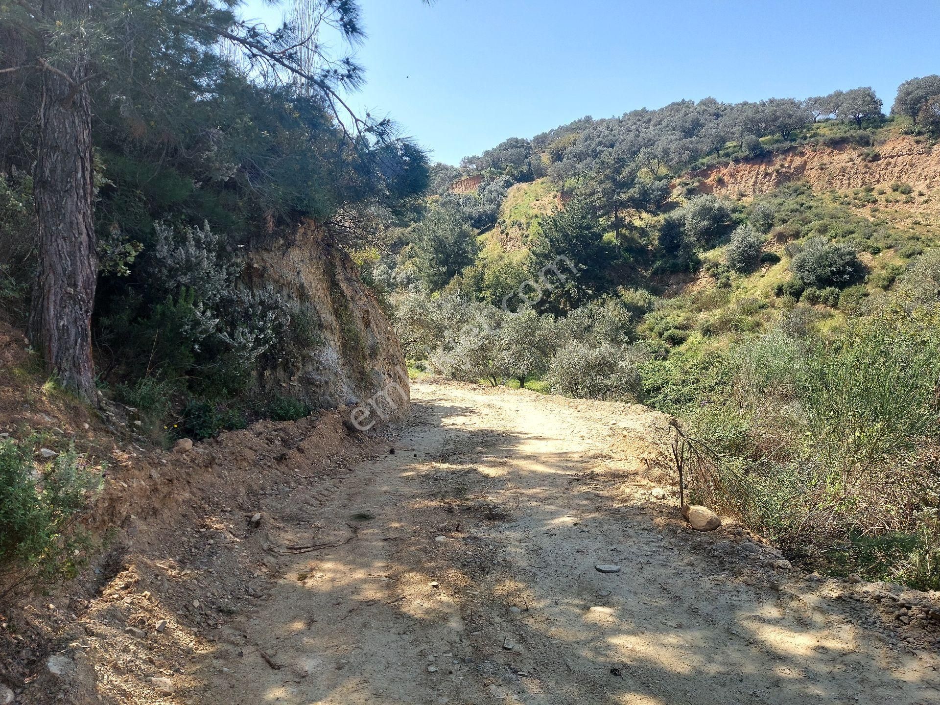 Armutlu Vadideki Zeytinli Bağ - Görsel 8