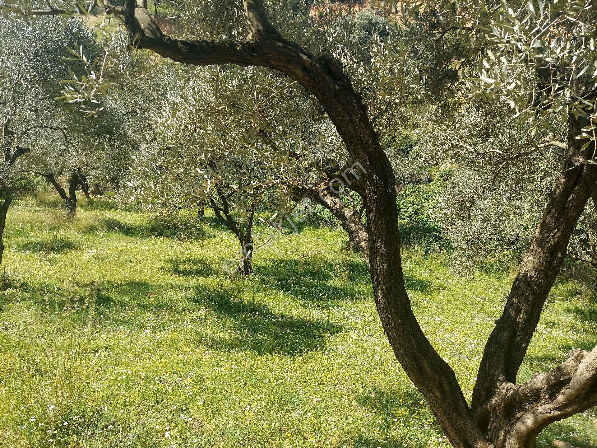 Armutlu Vadideki Zeytinli Bağ - Görsel 17