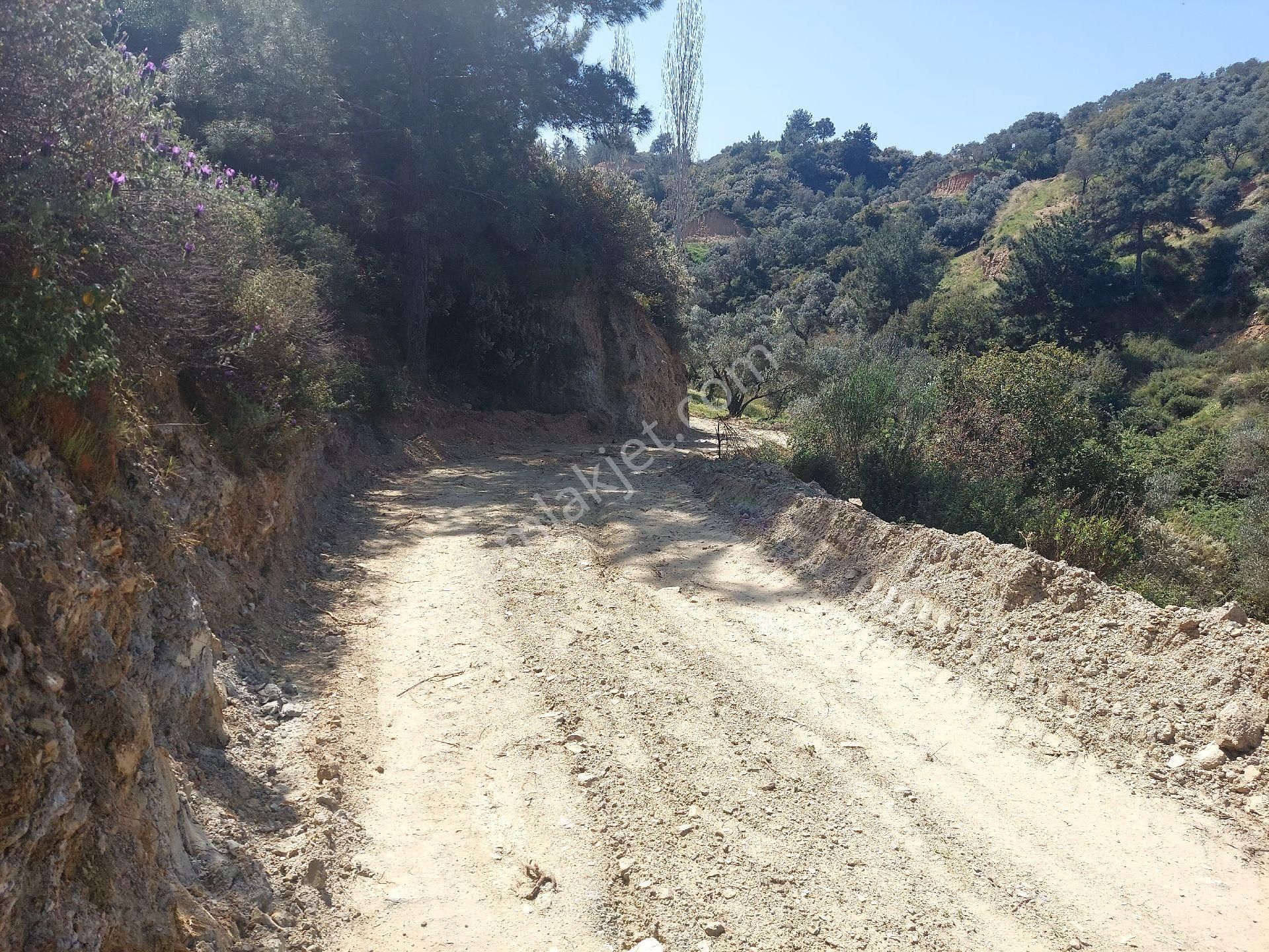 Armutlu Vadideki Zeytinli Bağ - Görsel 7