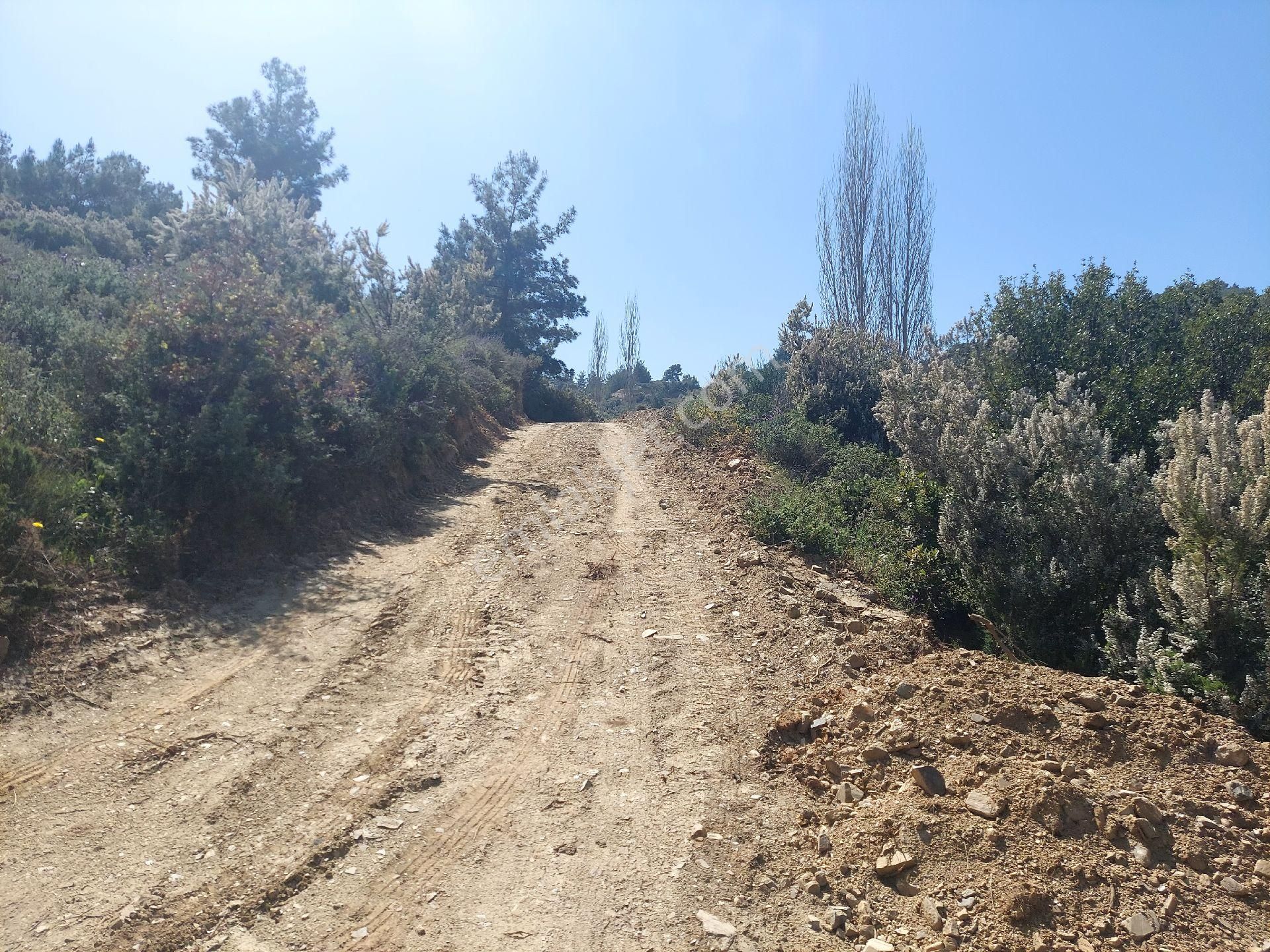 Armutlu Vadideki Zeytinli Bağ - Görsel 5