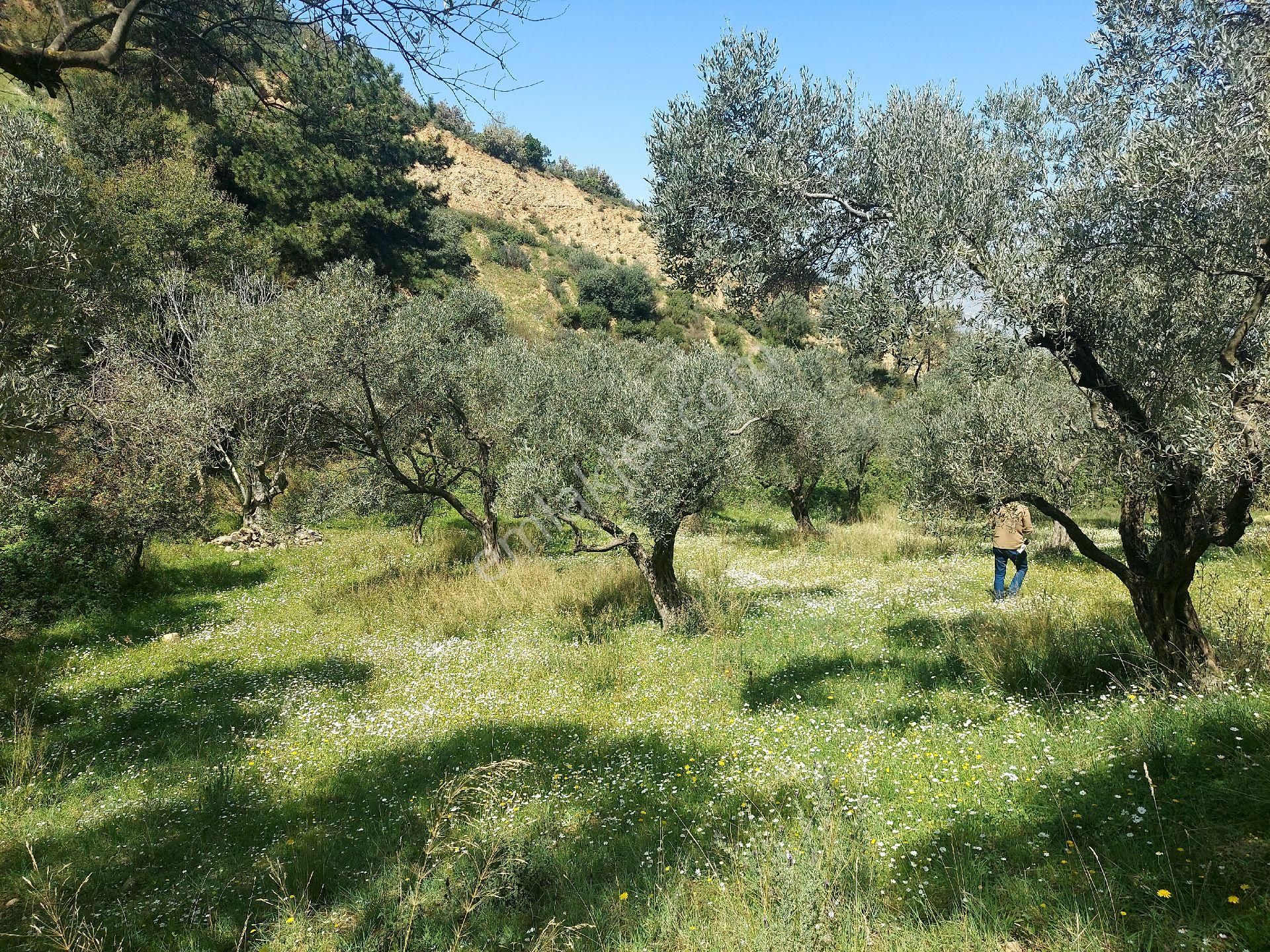 Armutlu Vadideki Zeytinli Bağ - Görsel 30