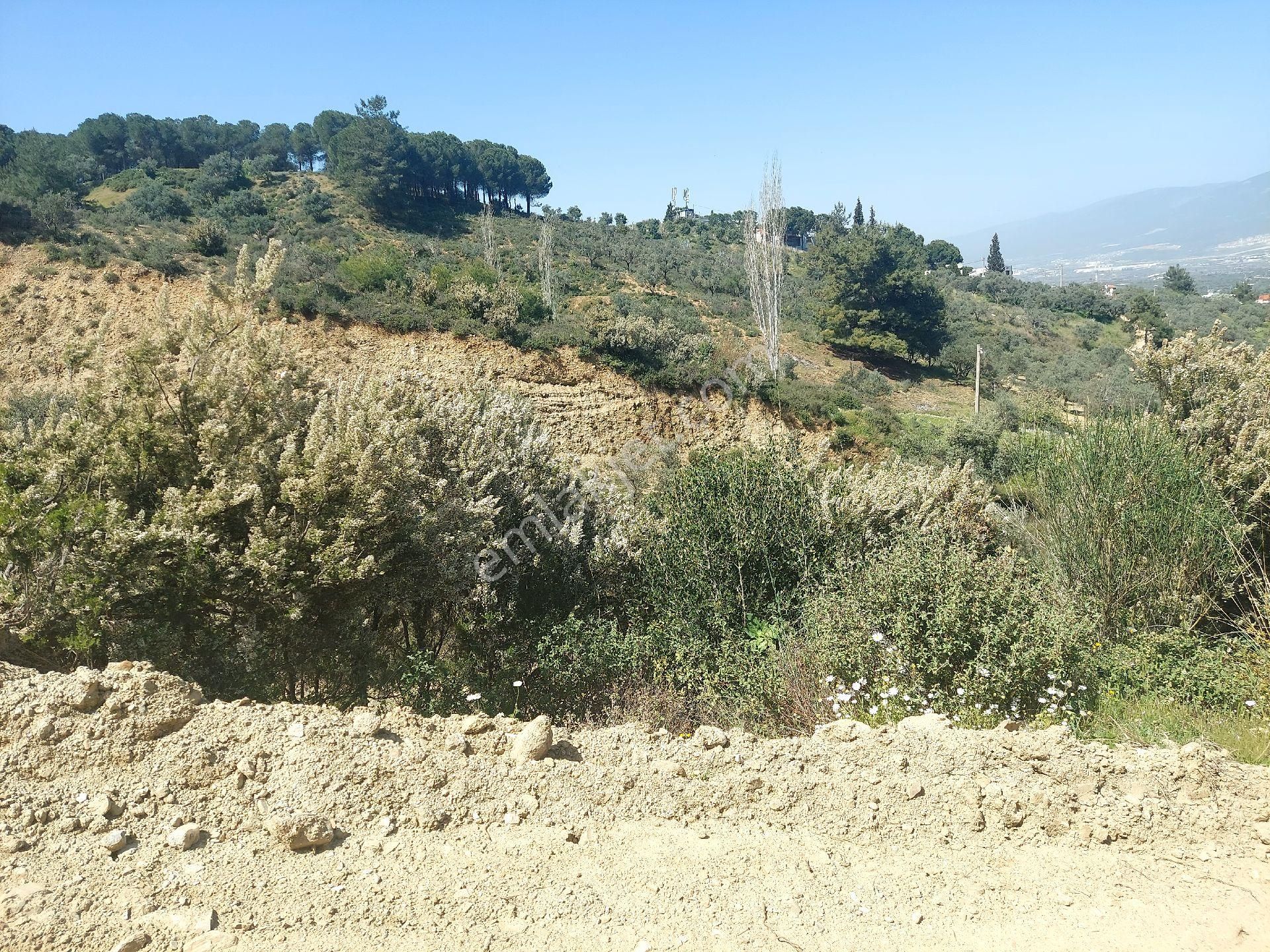 Armutlu Vadideki Zeytinli Bağ - Görsel 35