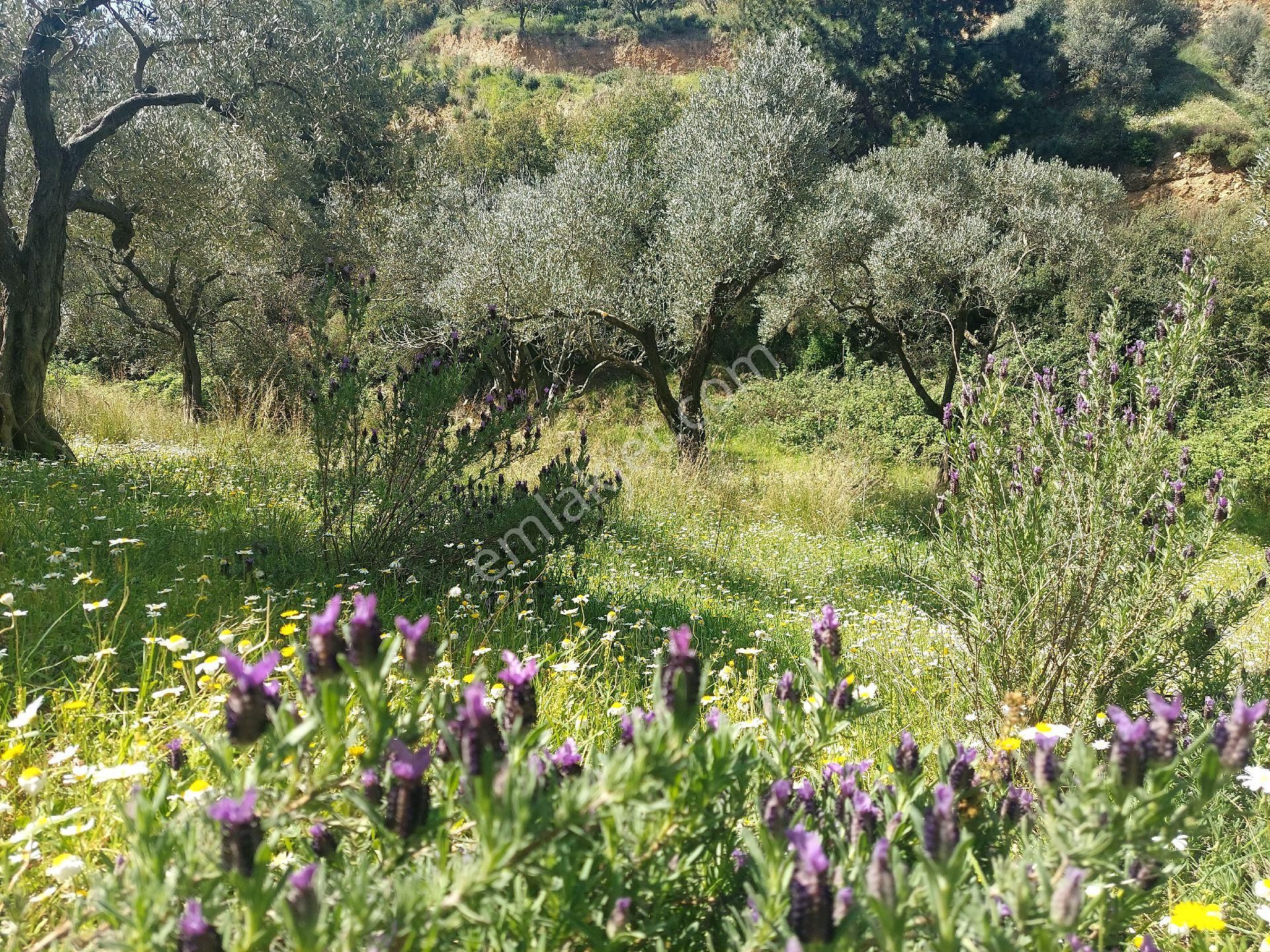 Armutlu Vadideki Zeytinli Bağ - Görsel 20