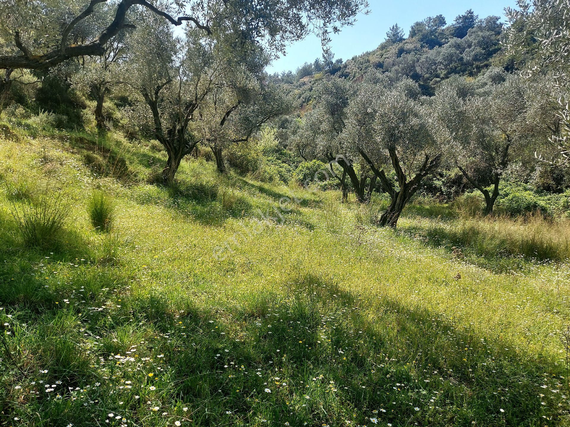 Armutlu Vadideki Zeytinli Bağ - Görsel 21
