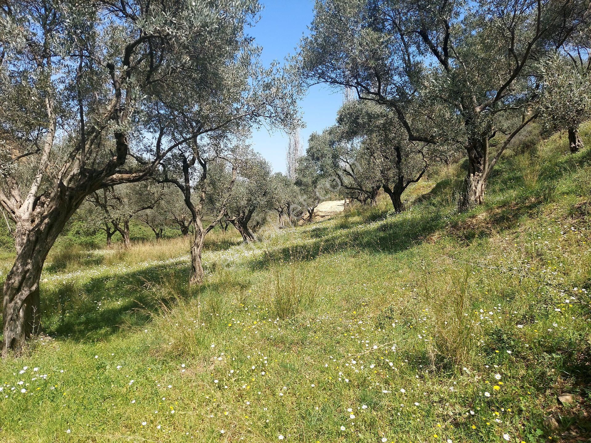 Armutlu Vadideki Zeytinli Bağ - Görsel 27