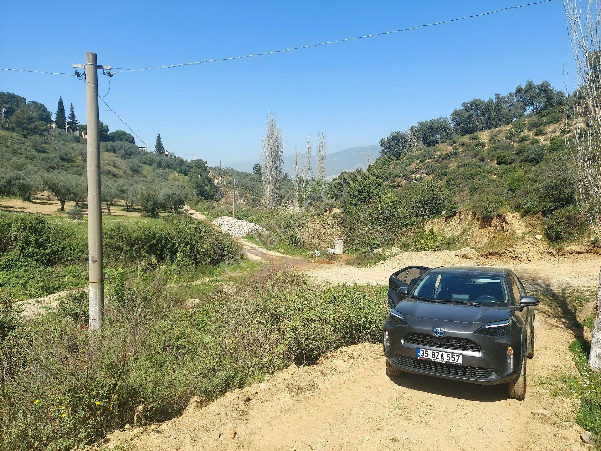 Armutlu Vadideki Zeytinli Bağ - Görsel 2