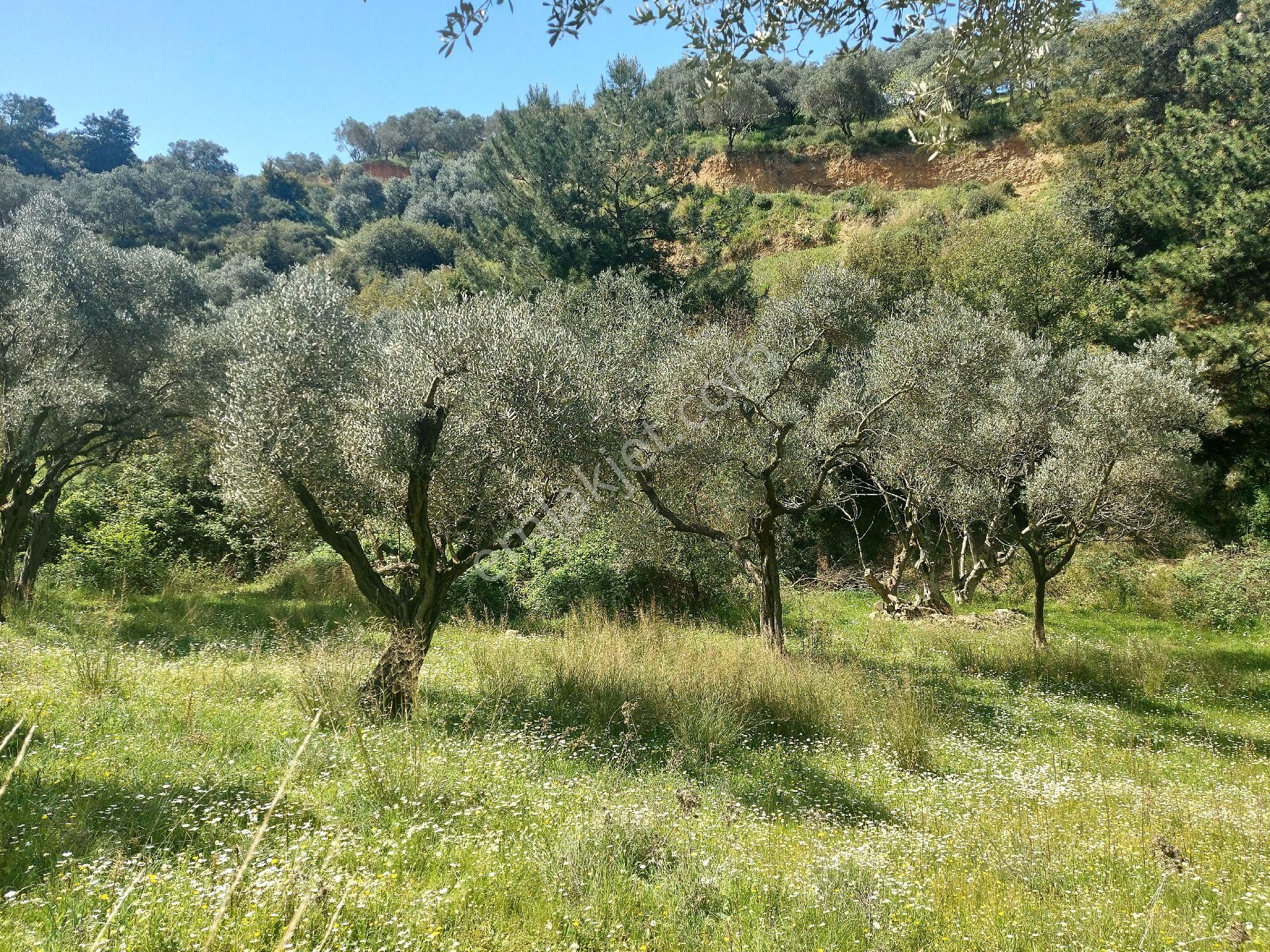 Armutlu Vadideki Zeytinli Bağ - Görsel 31