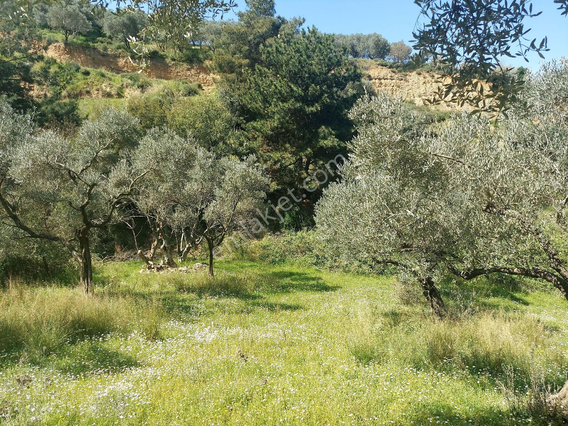 Armutlu Vadideki Zeytinli Bağ - Görsel 32