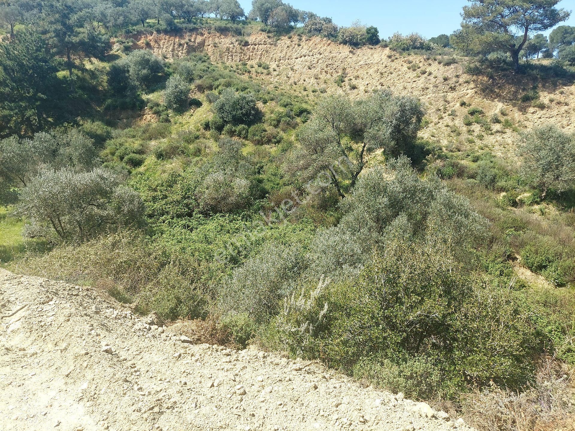 Armutlu Vadideki Zeytinli Bağ - Görsel 11