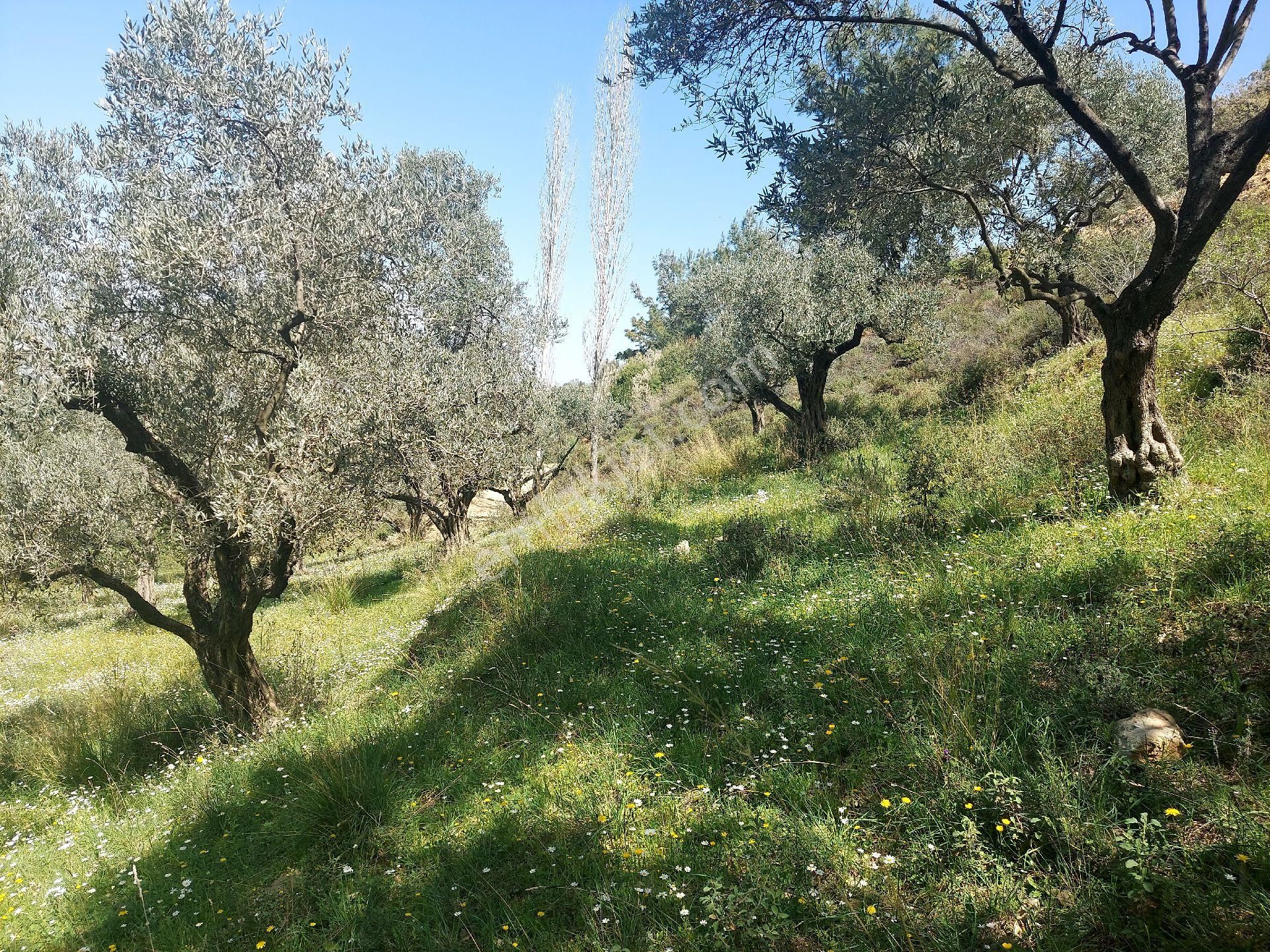 Armutlu Vadideki Zeytinli Bağ - Görsel 29