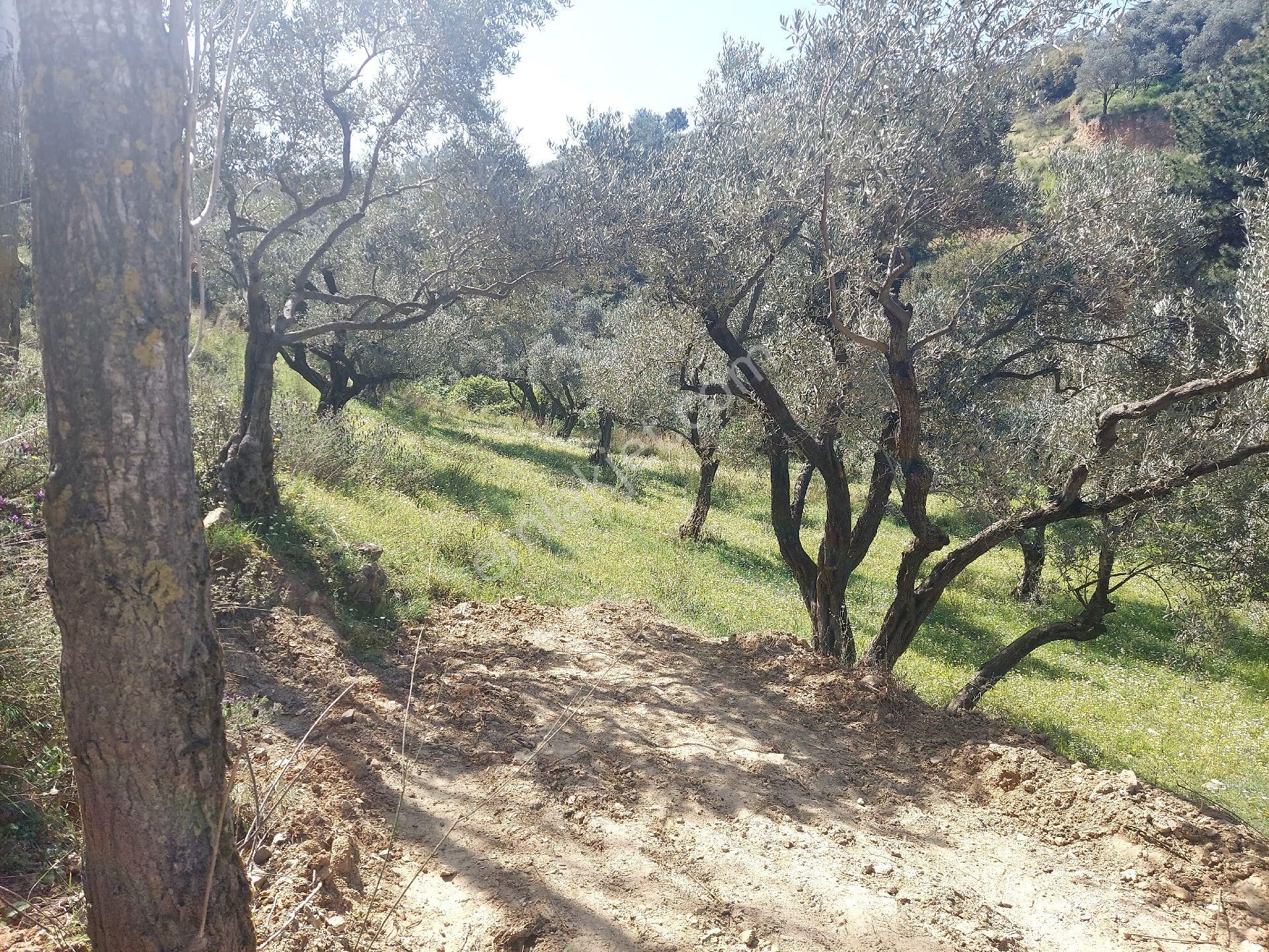 Armutlu Vadideki Zeytinli Bağ - Görsel 14