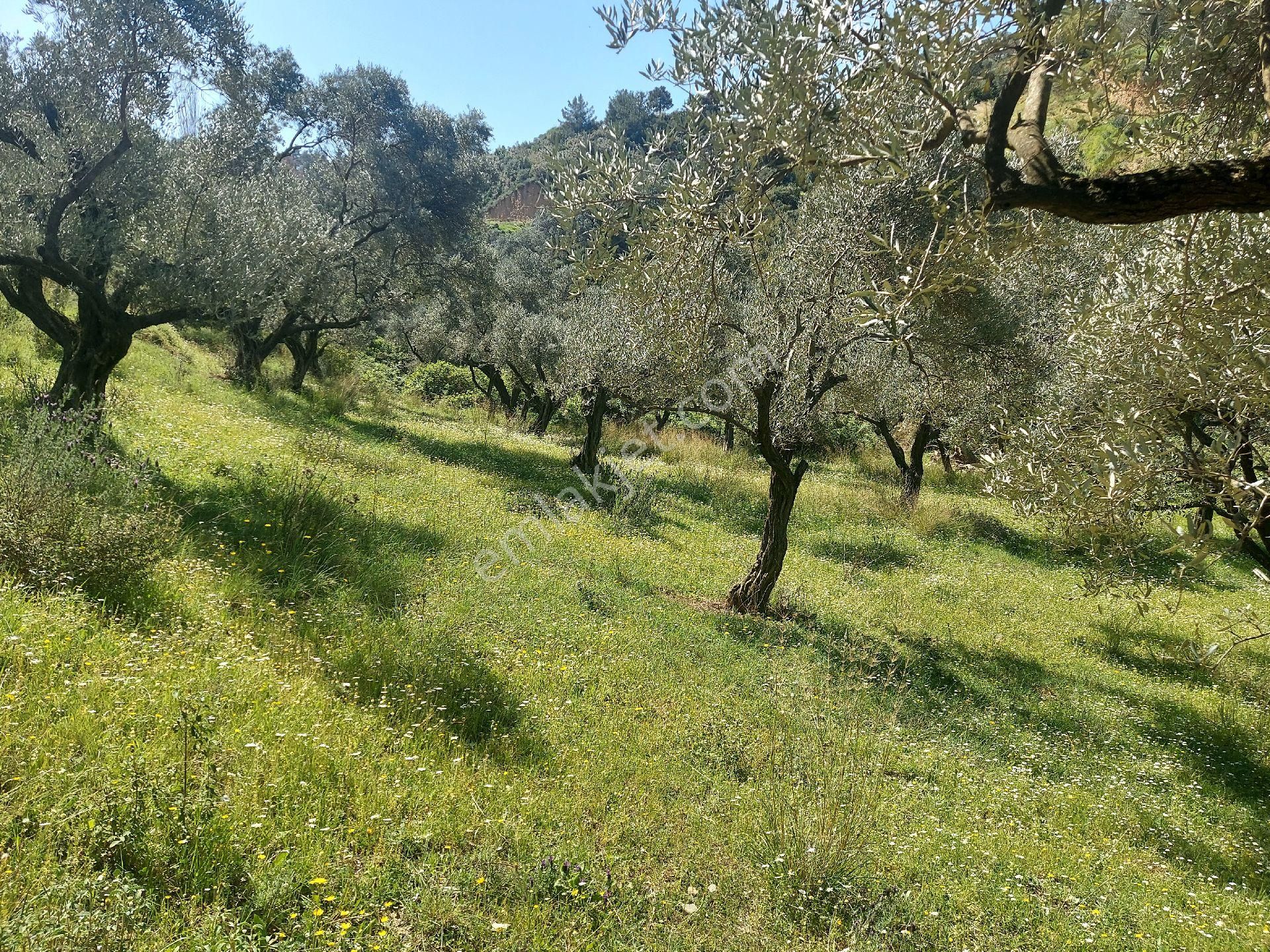 Armutlu Vadideki Zeytinli Bağ - Görsel 16