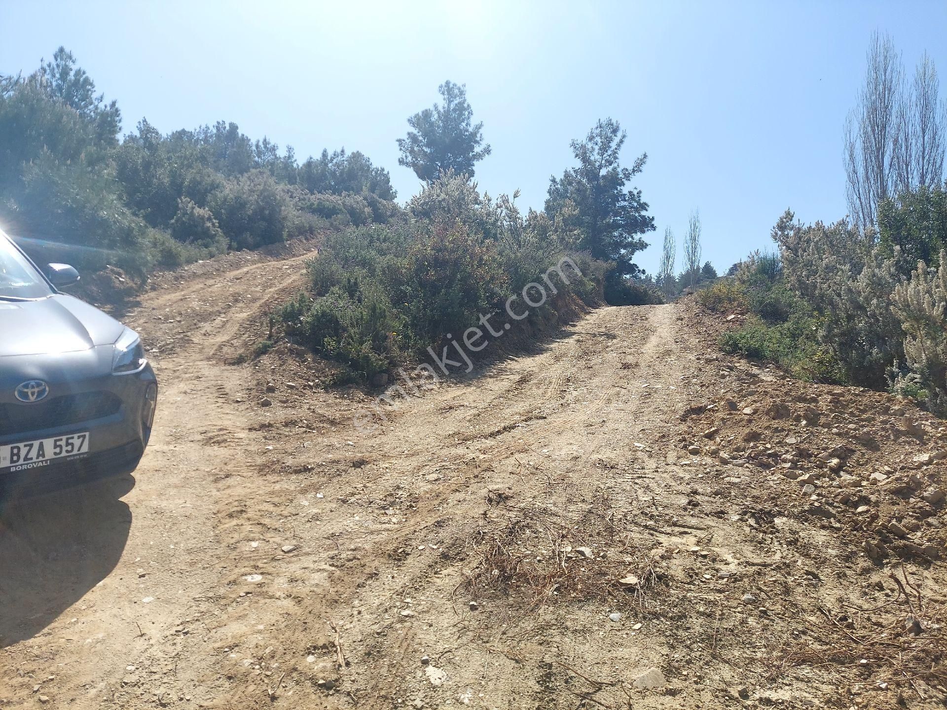 Armutlu Vadideki Zeytinli Bağ - Görsel 6