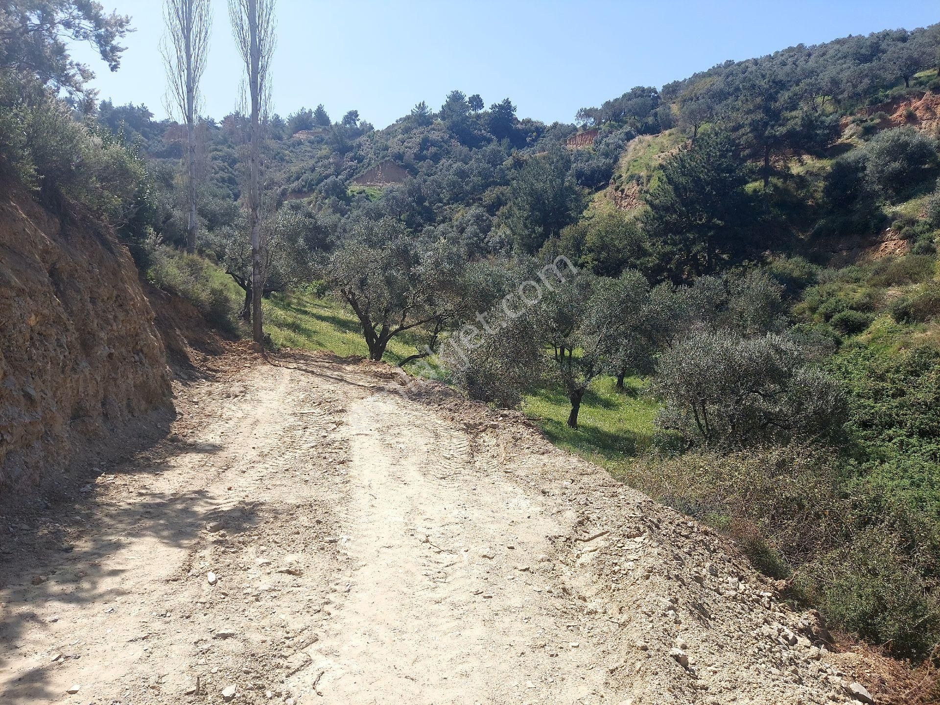 Armutlu Vadideki Zeytinli Bağ - Görsel 12