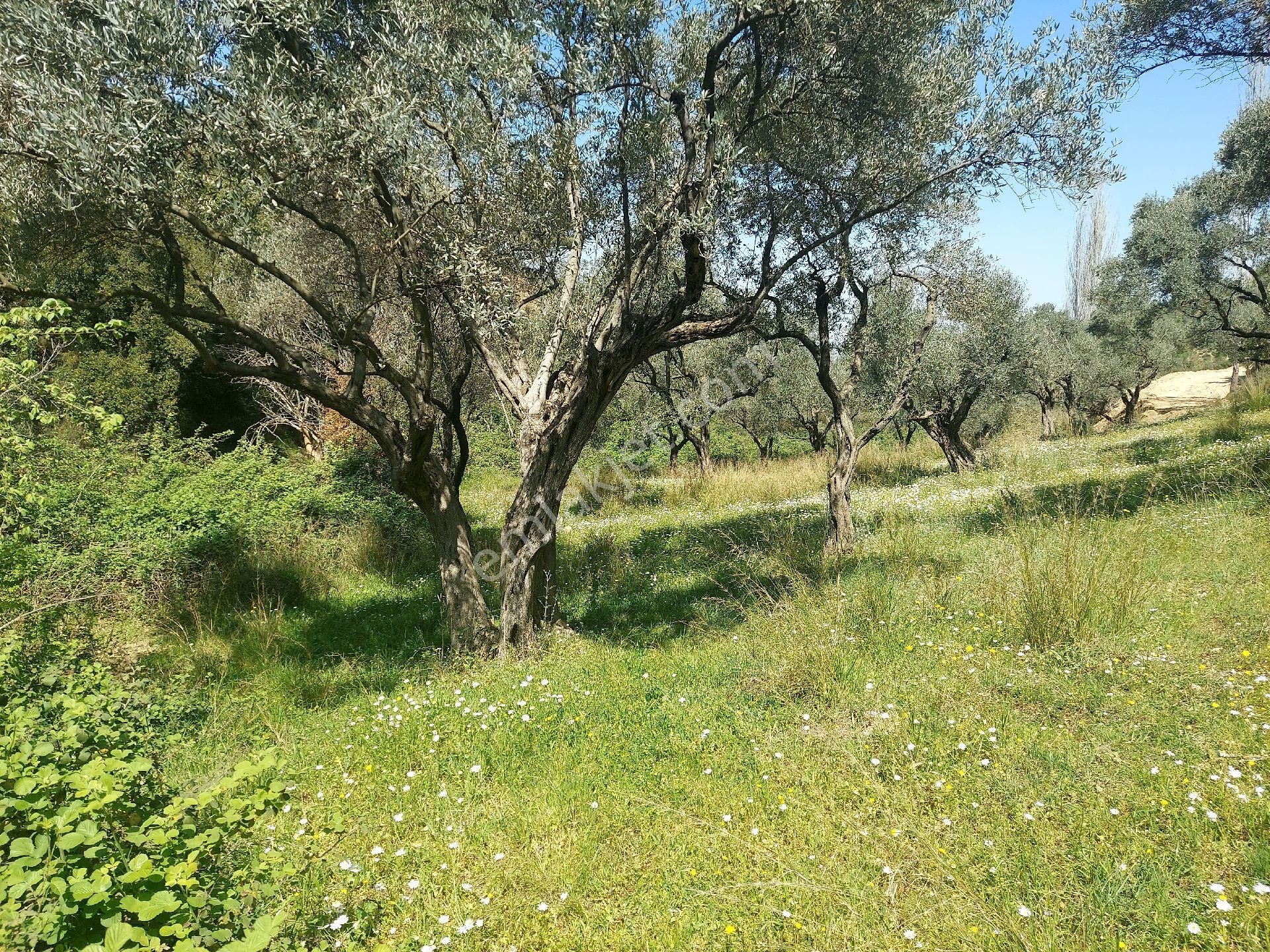 Armutlu Vadideki Zeytinli Bağ - Görsel 28