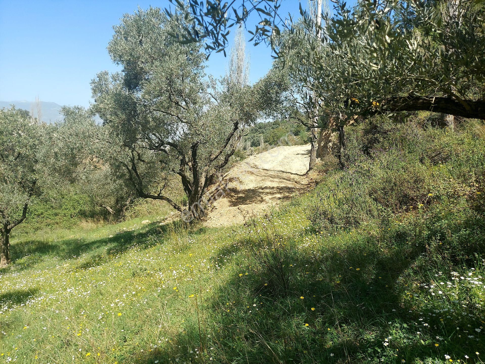 Armutlu Vadideki Zeytinli Bağ - Görsel 33
