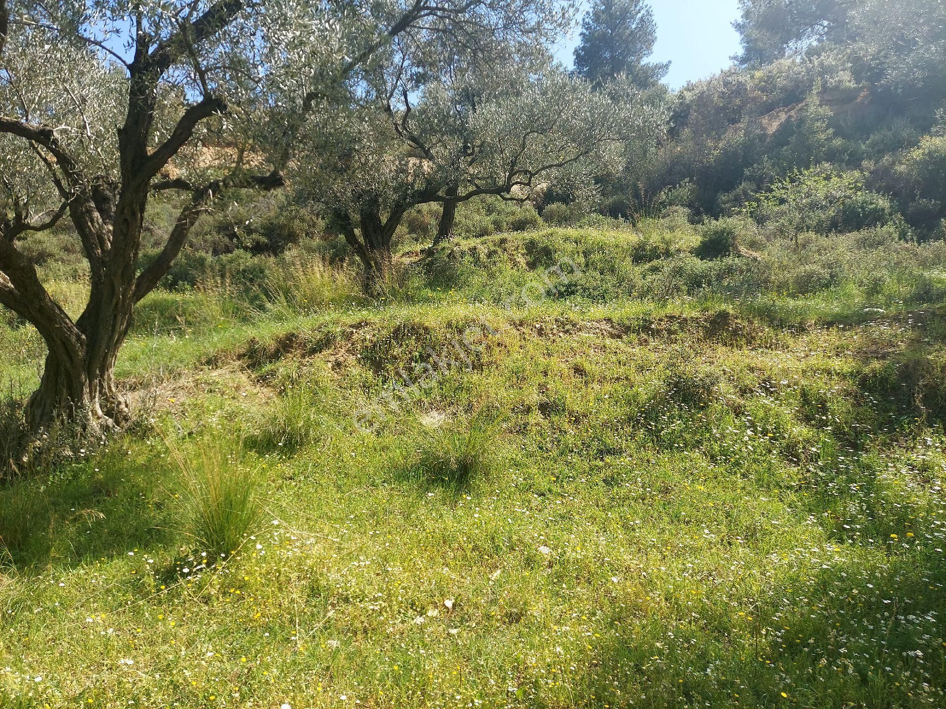 Armutlu Vadideki Zeytinli Bağ - Görsel 22