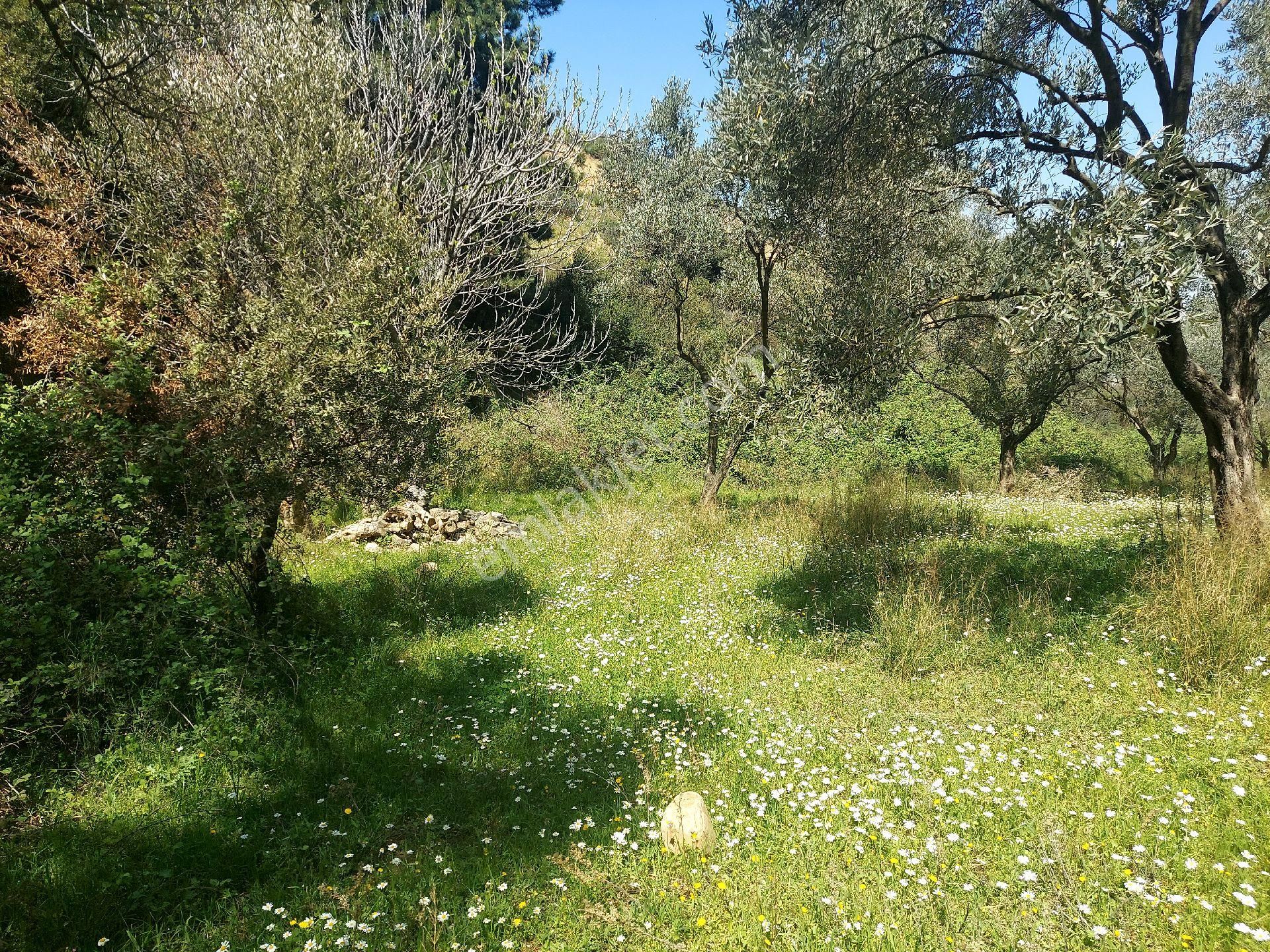 Armutlu Vadideki Zeytinli Bağ - Görsel 26