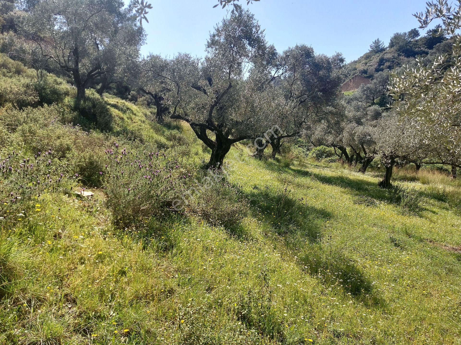 Armutlu Vadideki Zeytinli Bağ - Görsel 15