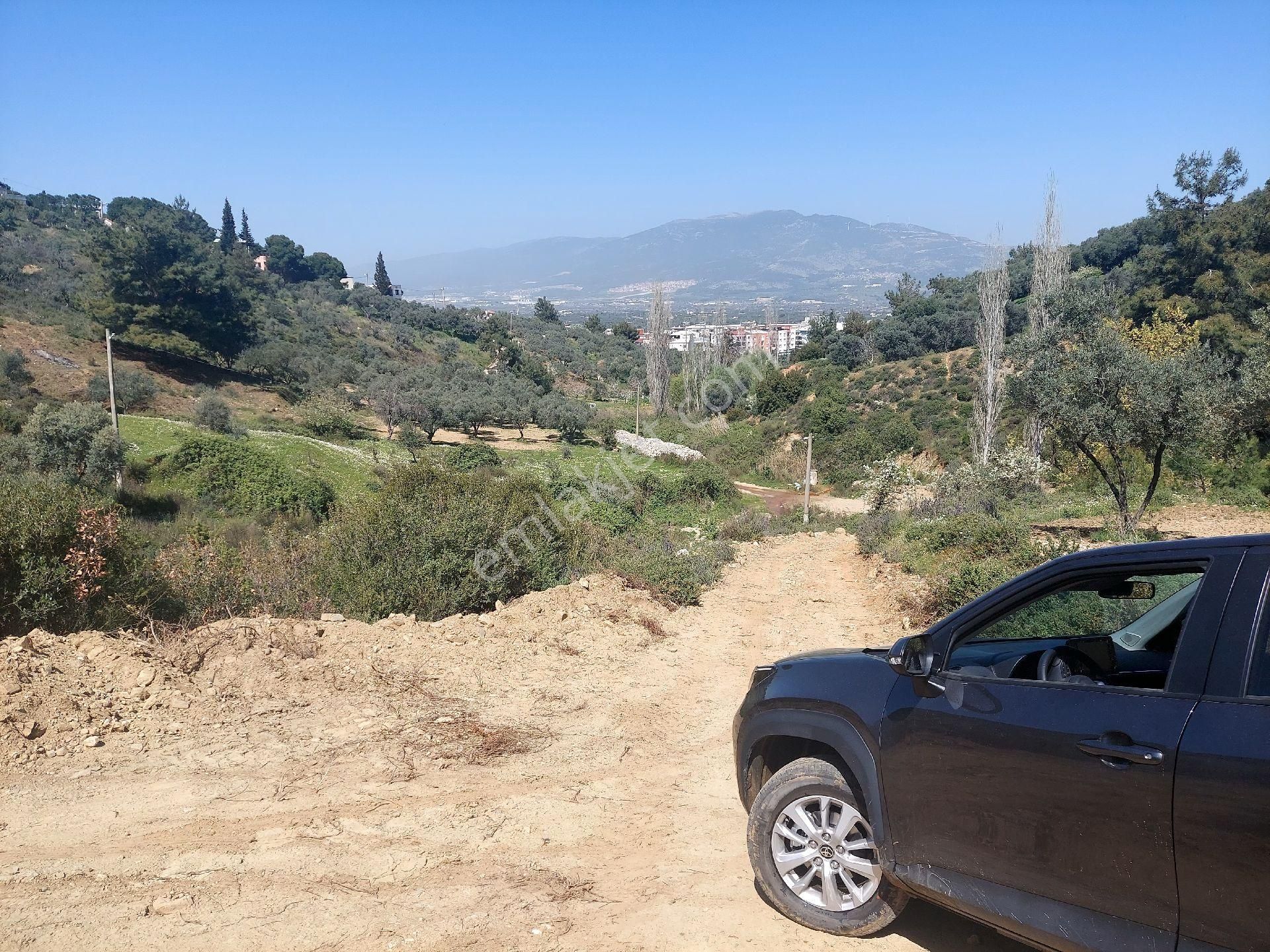 Armutlu Vadideki Zeytinli Bağ - Görsel 3